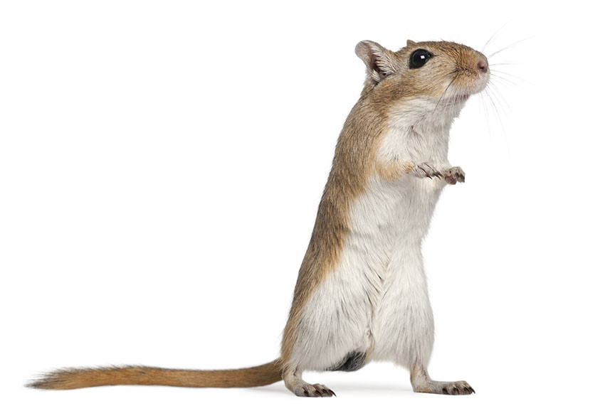 mongolian gerbils