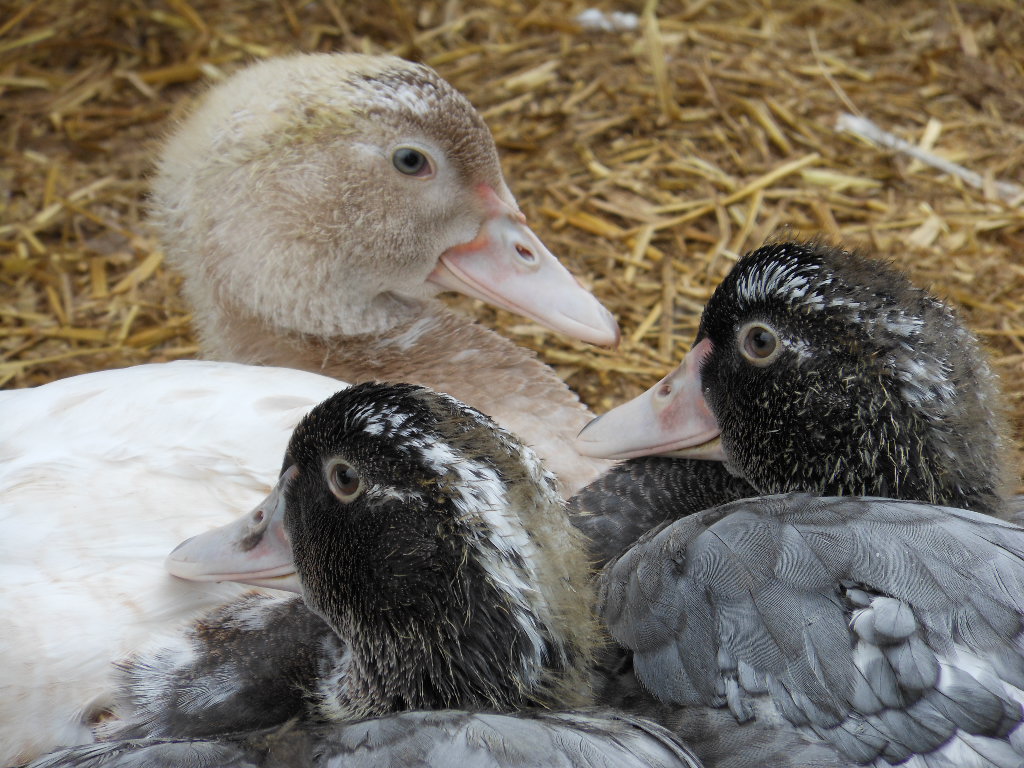 Muscovy | Ducks | Breed Information | Omlet