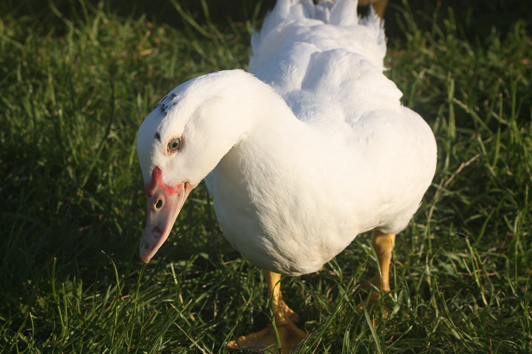 Muscovy | Ducks | Breed Information | Omlet