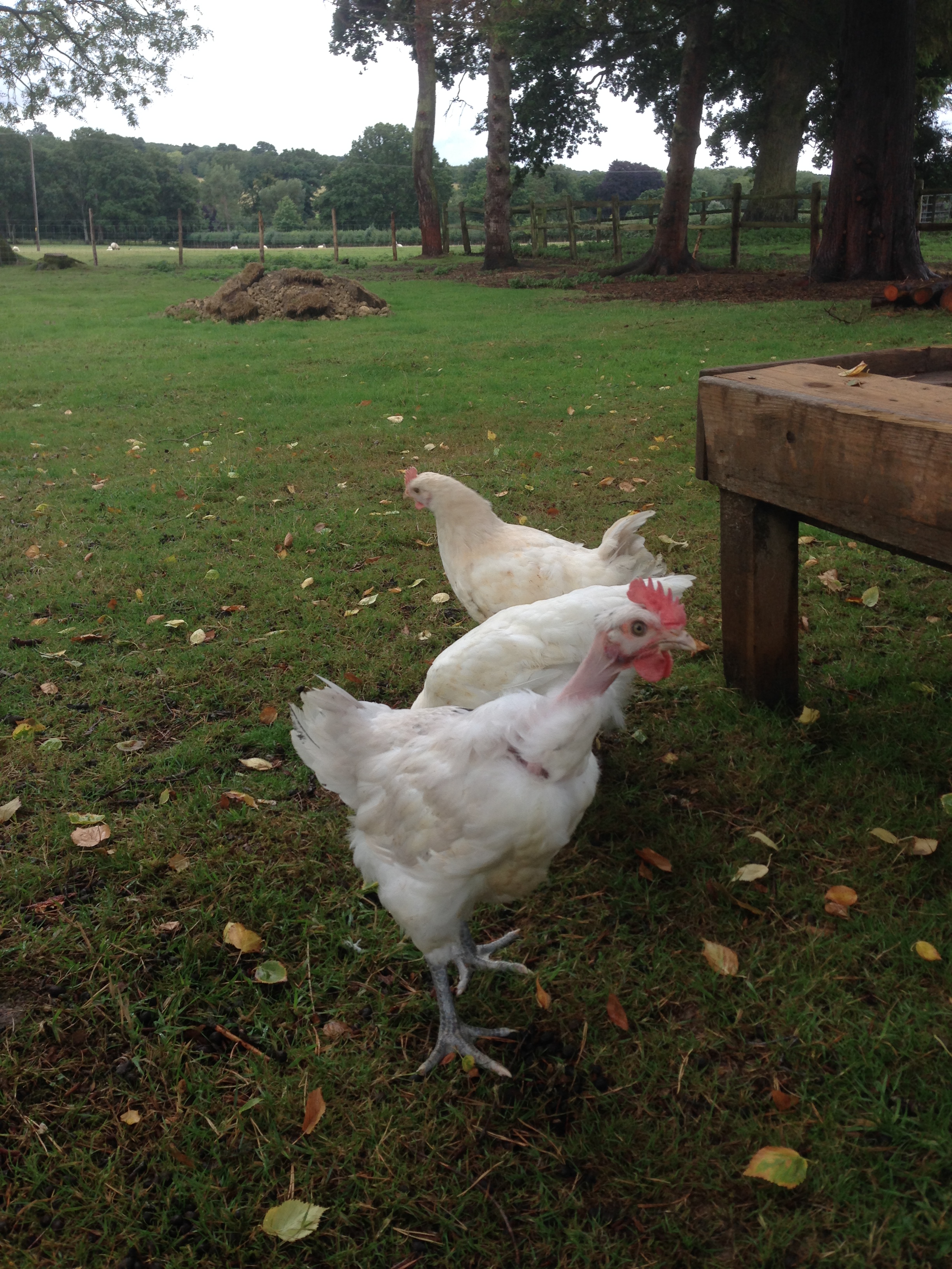 Bare Neck Chicken Photos - Naked Neck Chicken: Eggs, Height, Size and Raising Tips - Find the perfect chicken necks stock photos and editorial news pictures from getty images.