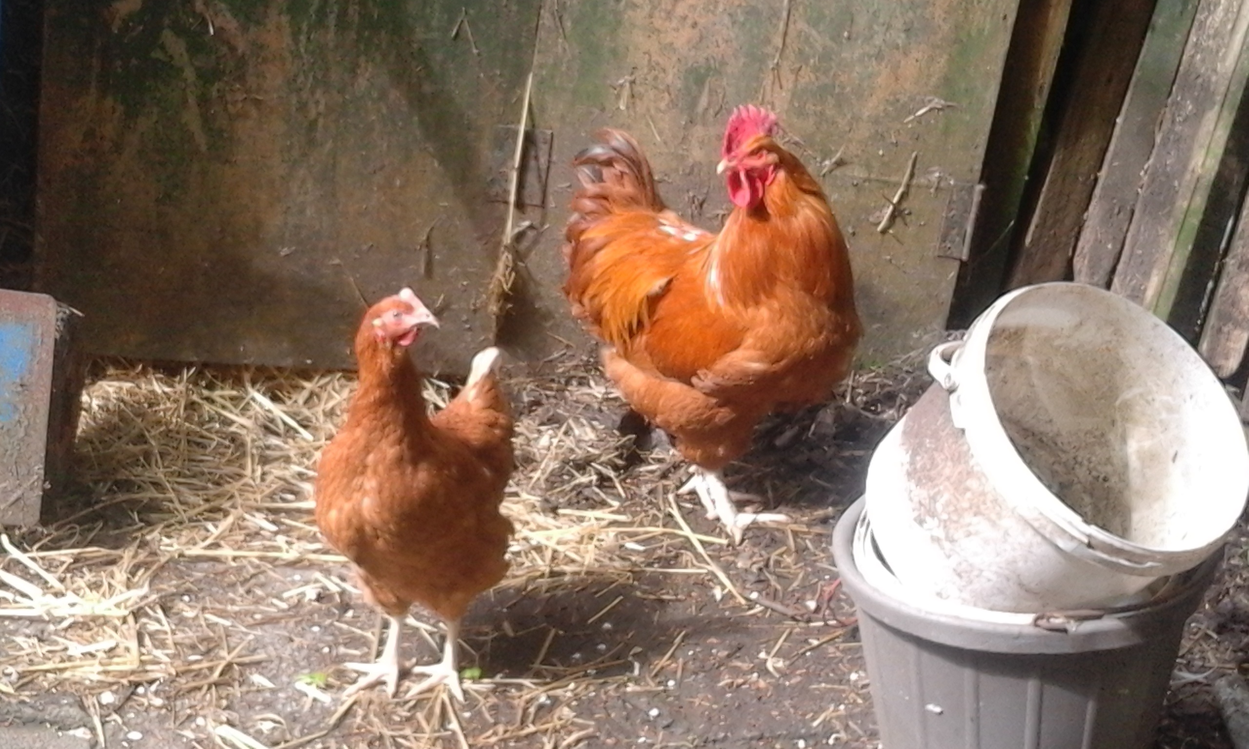 New Hampshire Red For Sale Chickens Breed Information Omlet
