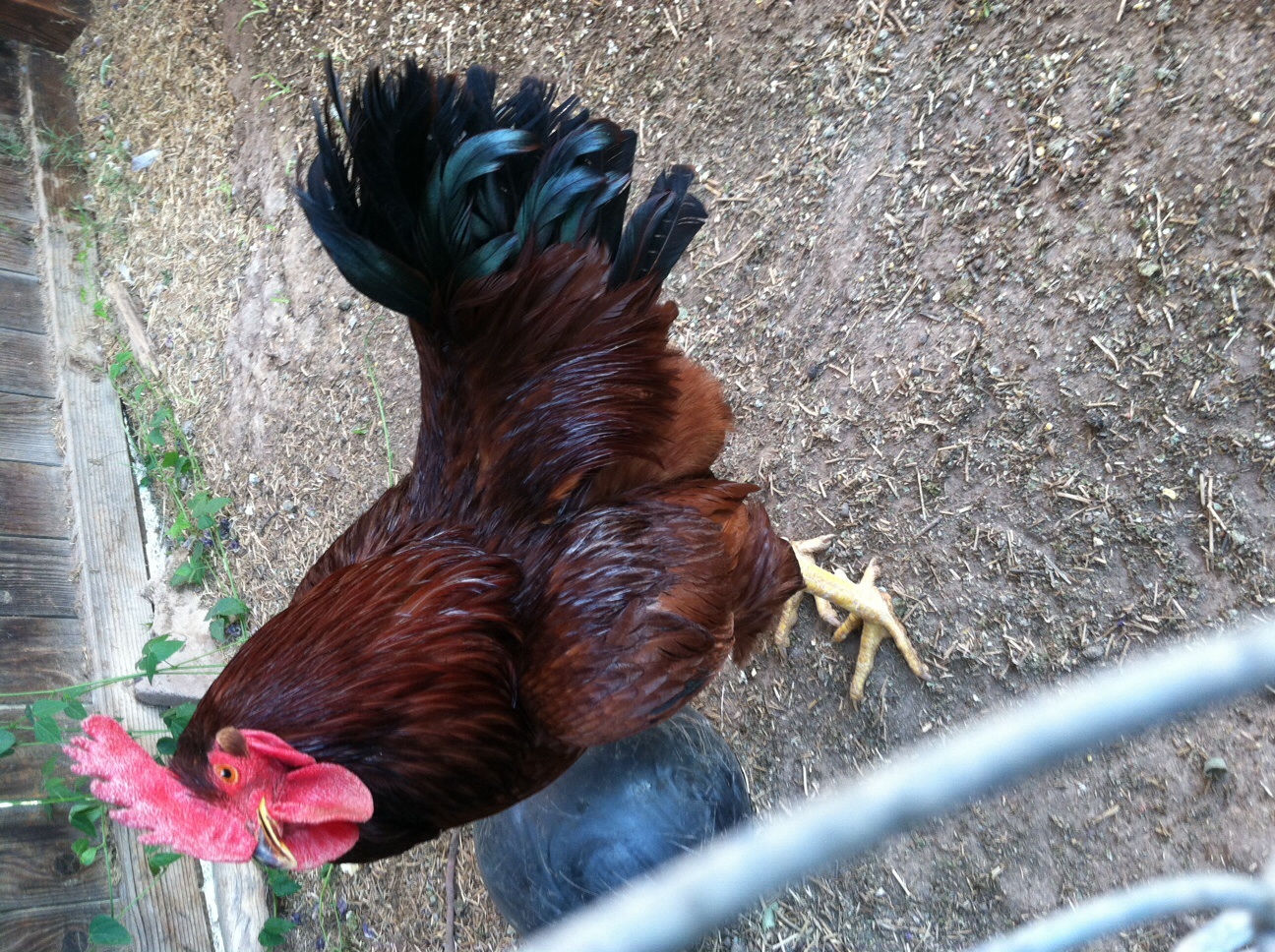 New Hampshire Red For Sale | Chickens | Breed Information ...