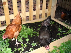 Christian Gardening Chickens