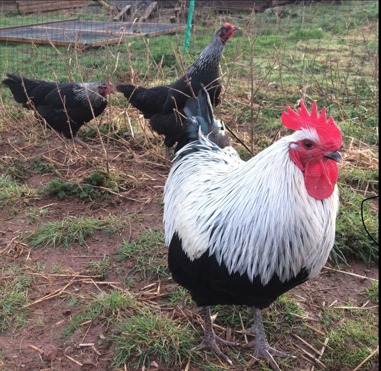 Norfolk Grey For Sale Chickens Breed Information Omlet