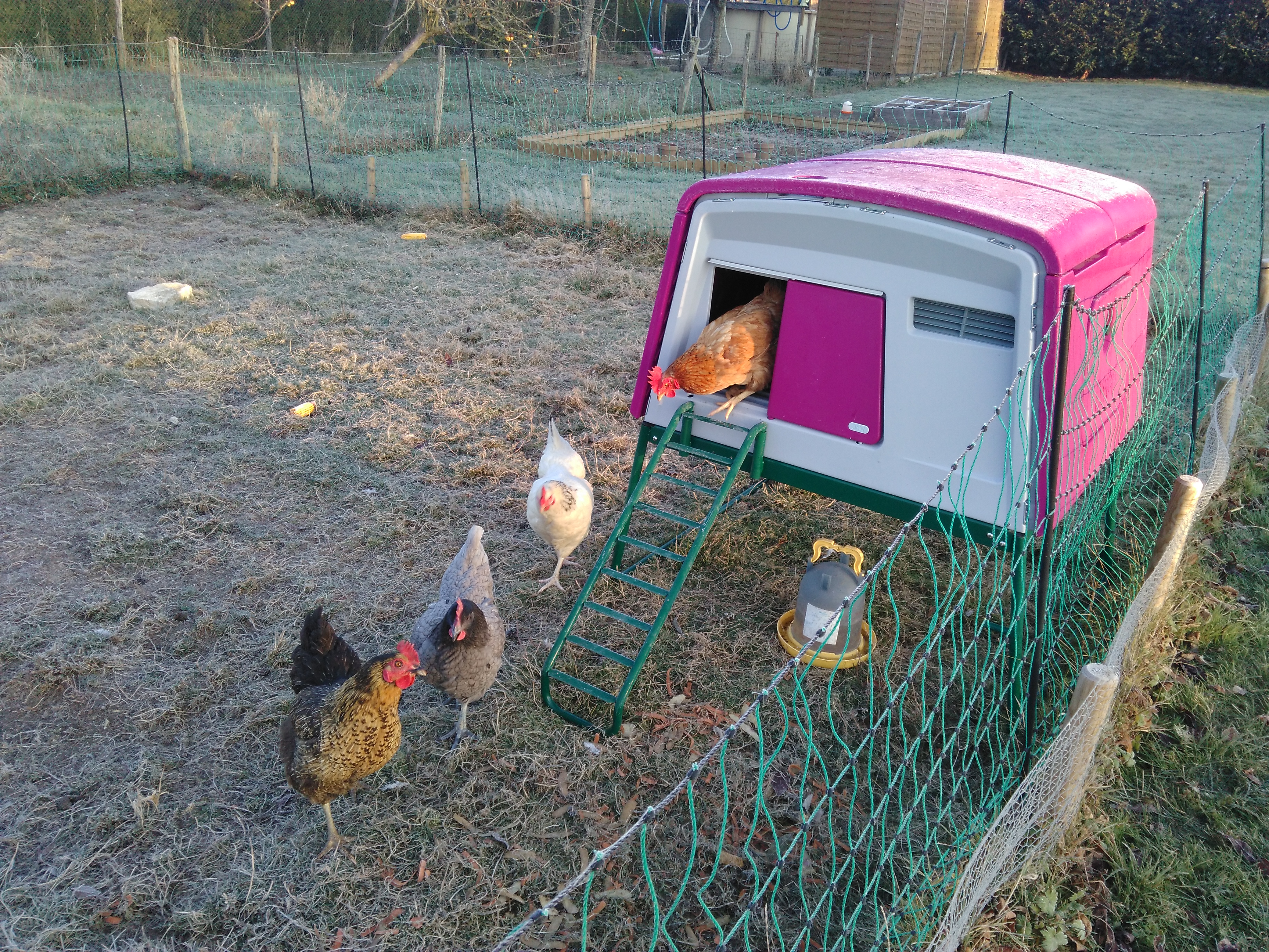 New Eglu Cube Chicken Coop Chicken Keeping Equipment Omlet