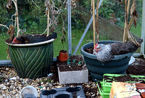Hens in Pot