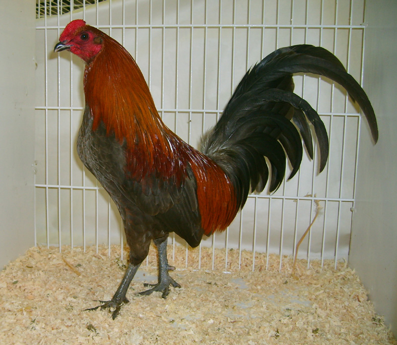 Old English Game For Sale Chickens Breed Information Omlet