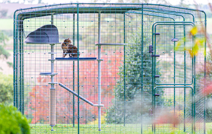 Cat inside a large outdoor catio walk in run