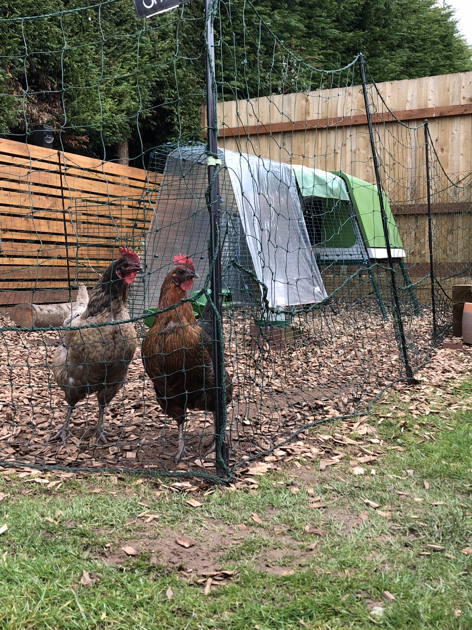 Omlet Chicken Fencing Green Poultry Netting for Chickens