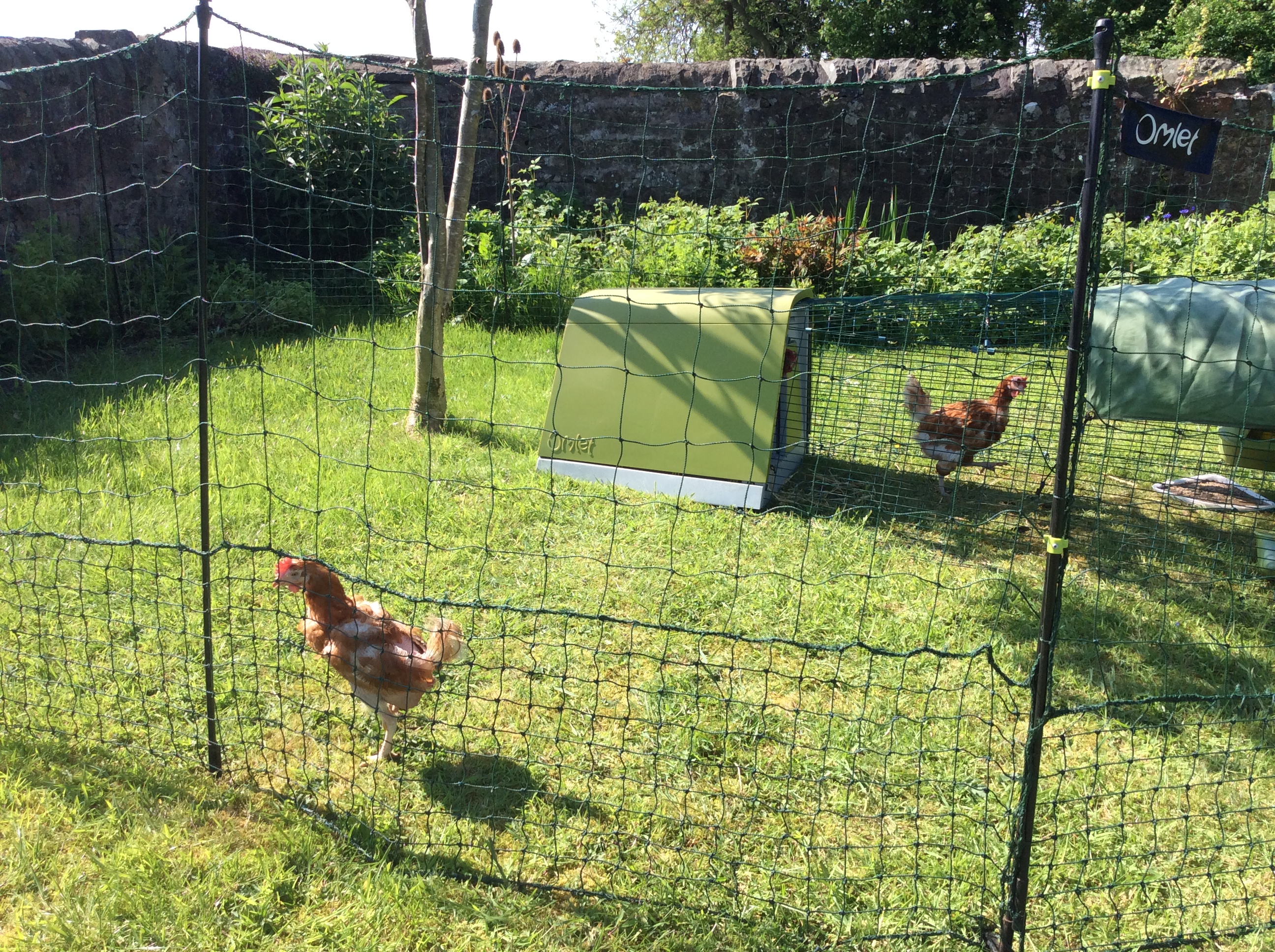 Omlet Chicken Fencing Green Poultry Netting for Chickens