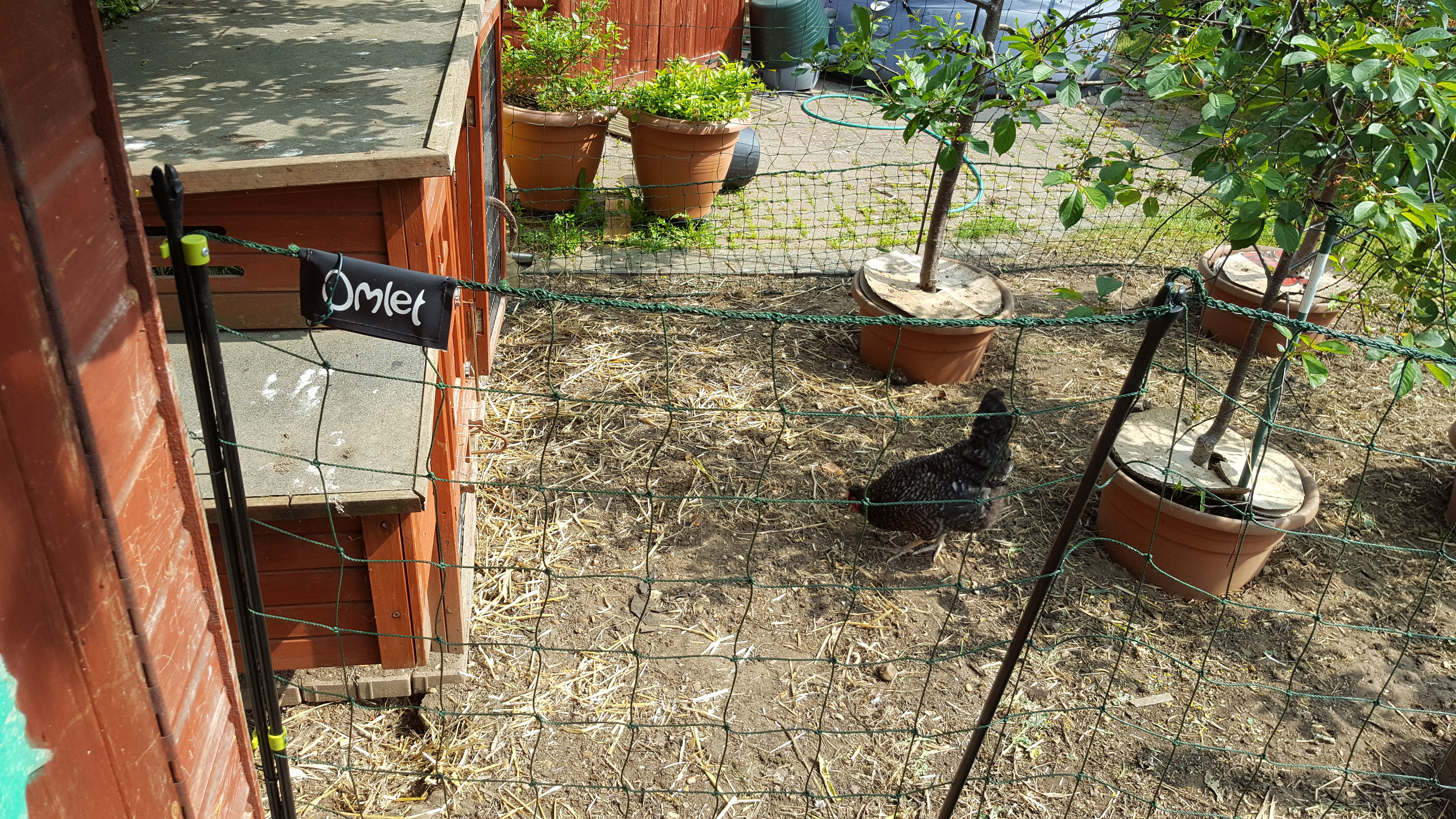 Omlet Chicken Fencing Green Poultry Netting for Chickens