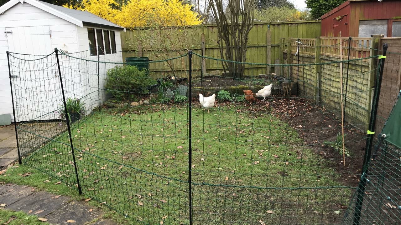 Omlet Chicken Fencing Green Poultry Netting for Chickens