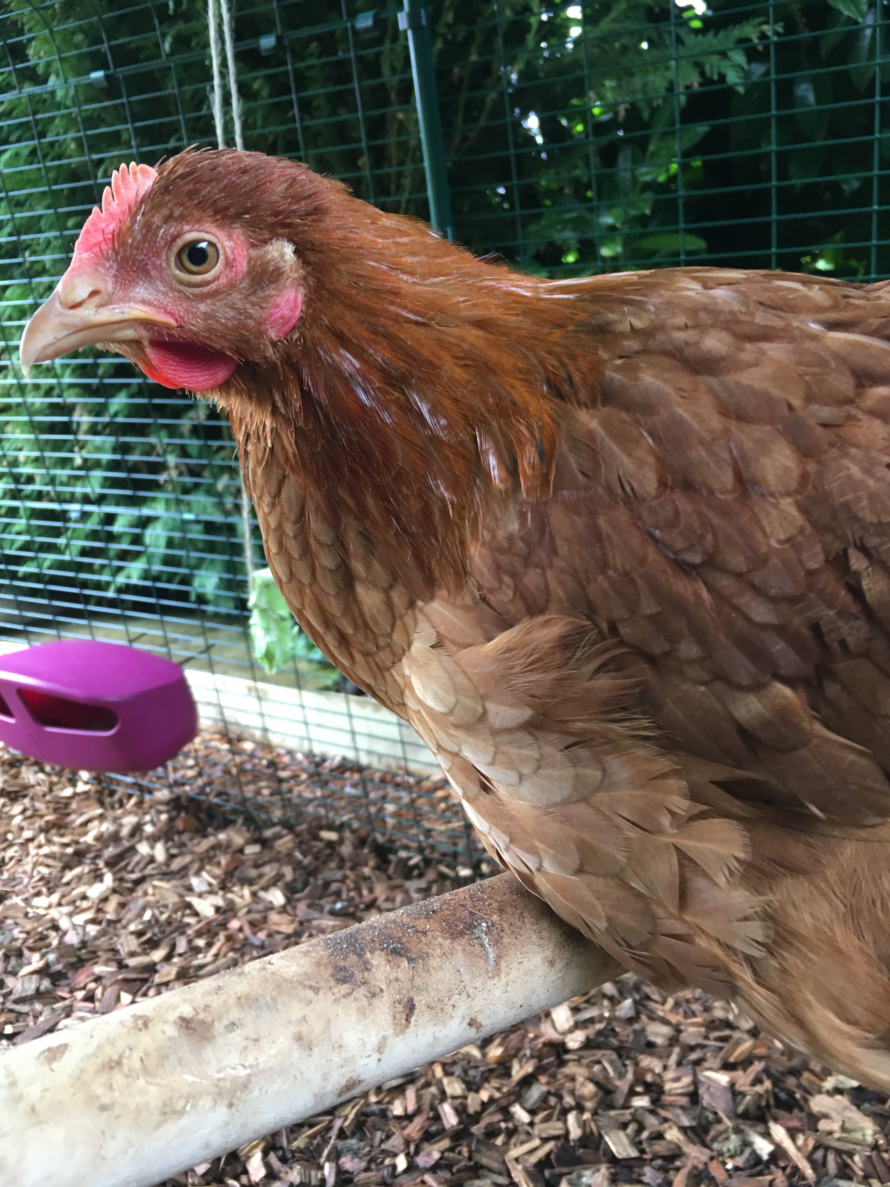 Omlet The Omlet Chicken Perch