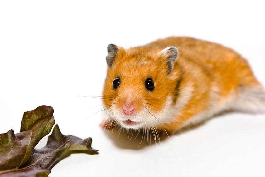 How much should you feed a syrian hamster sales