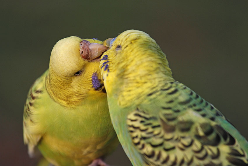 opaline budgies