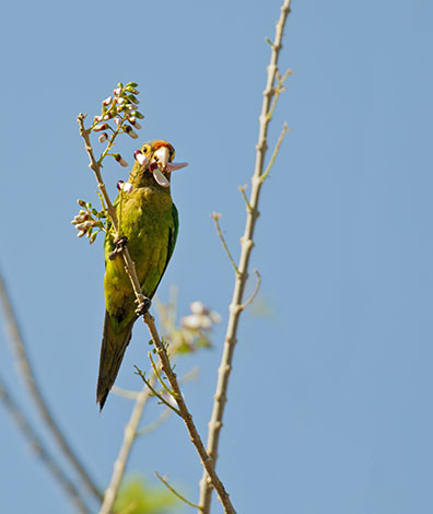 Orange-fronted Conure