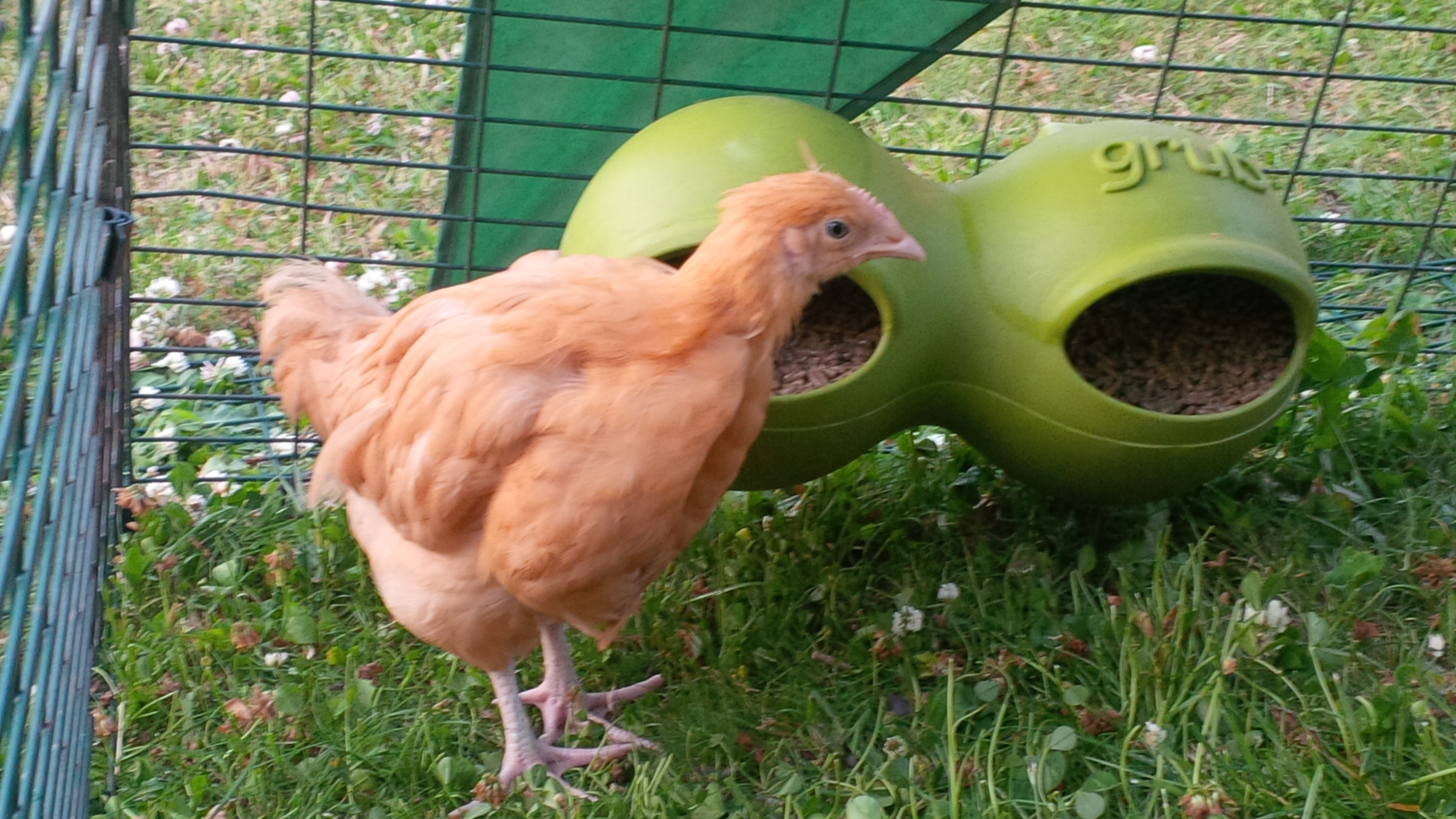 Pin 8 Week Old Chickens on Pinterest