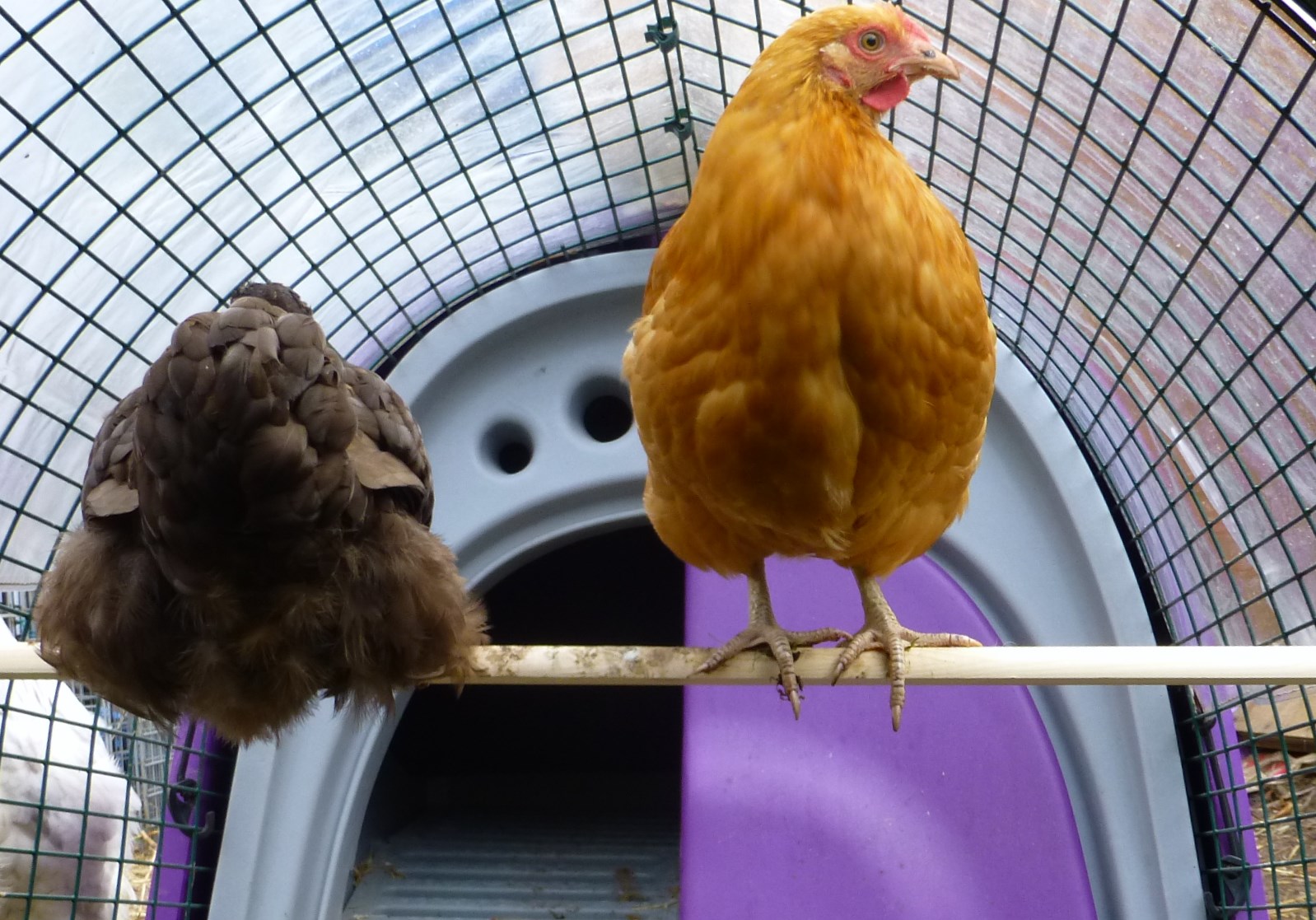 A Chocolate and a Buff Orpington roosting on a branch in their Eglu Run