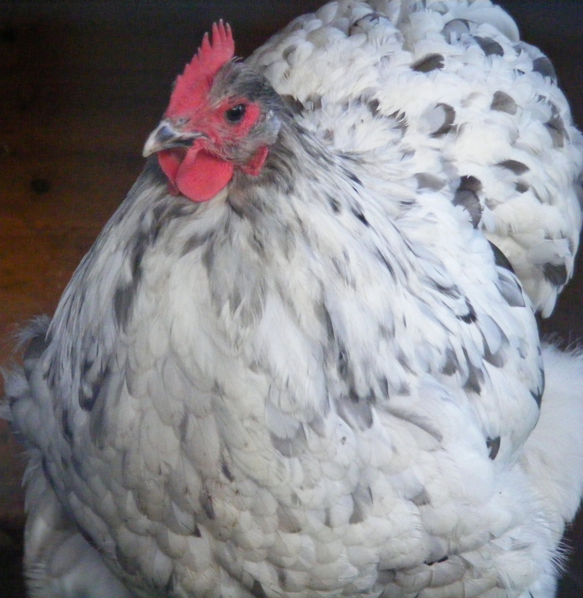 Orpington For Sale Chickens Breed Information Omlet