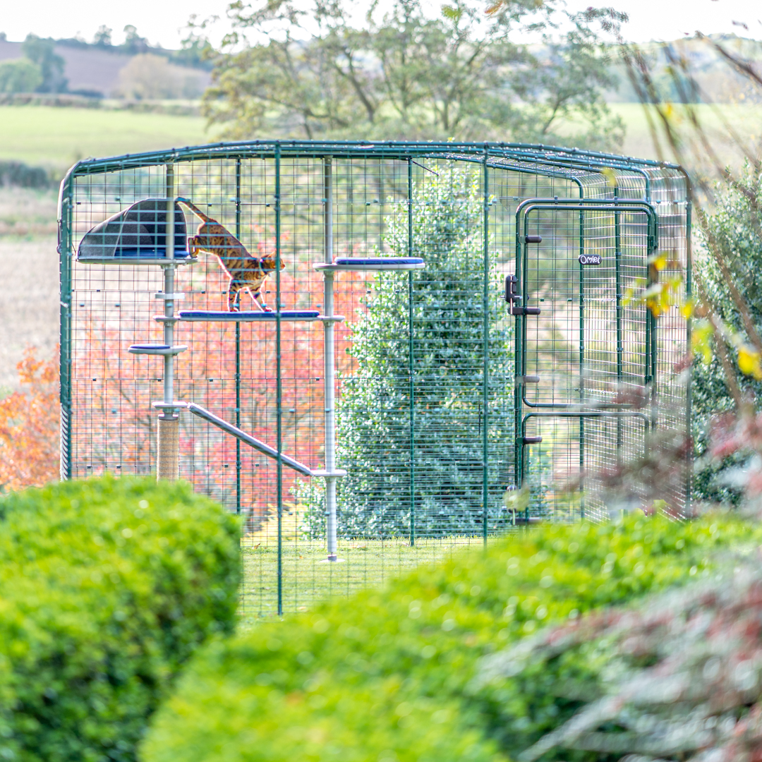 Cat climbing Freestyle Outdoor Cat Tree in Omlet Catio outside in garden