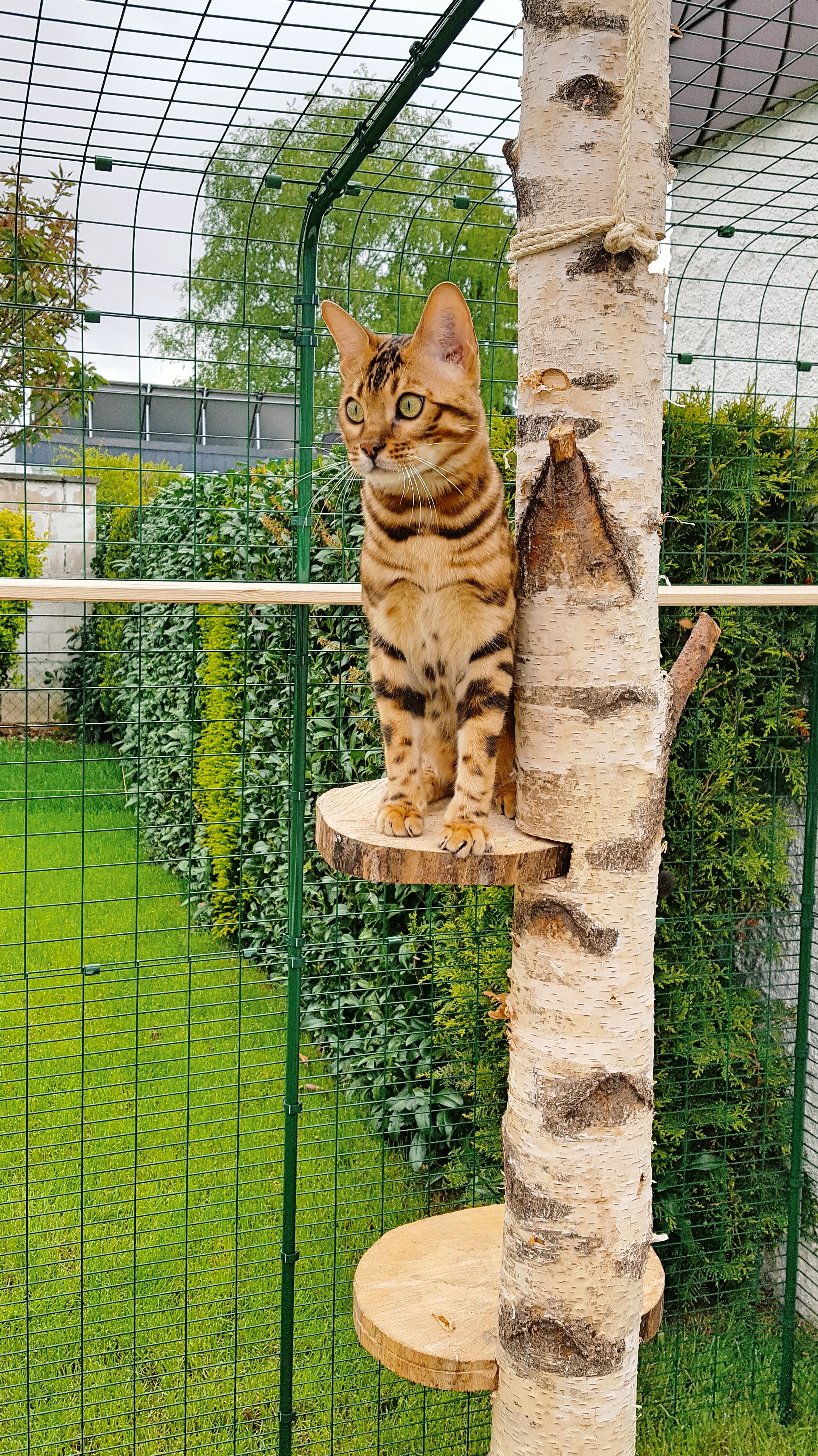 Outdoor Cat Run Extensions Outdoor Cat Runs, Indoor Cat Houses