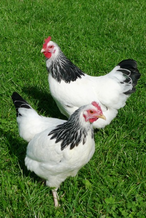 Sussex Bantam For Sale Chickens Breed Information Omlet