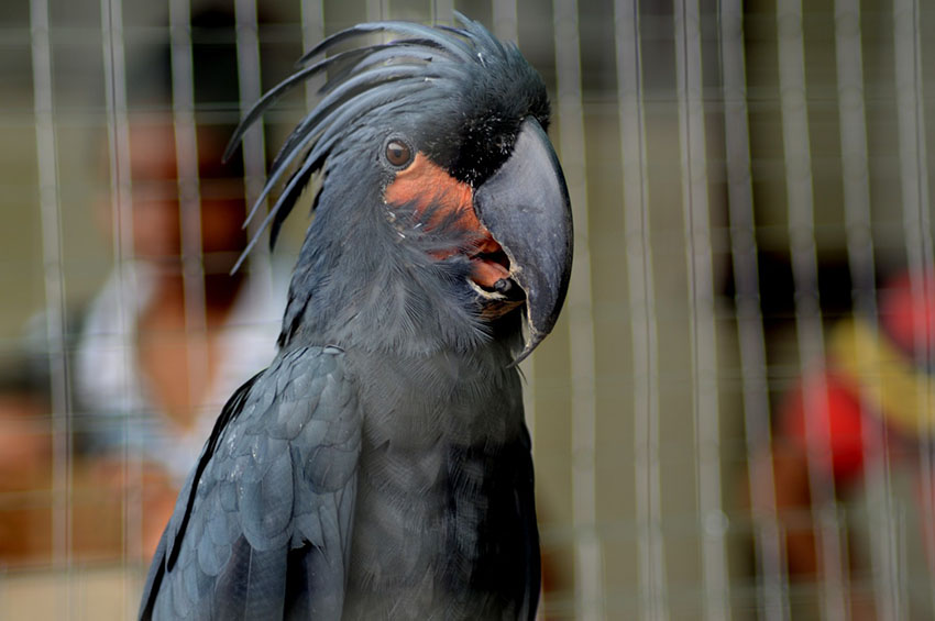 Large parrot on sale