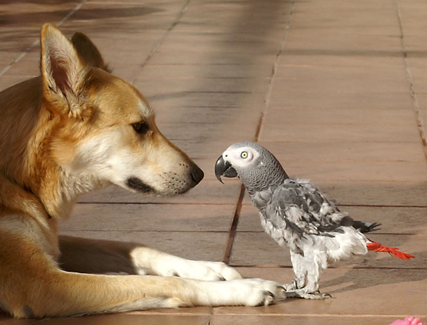 Parrot and dog