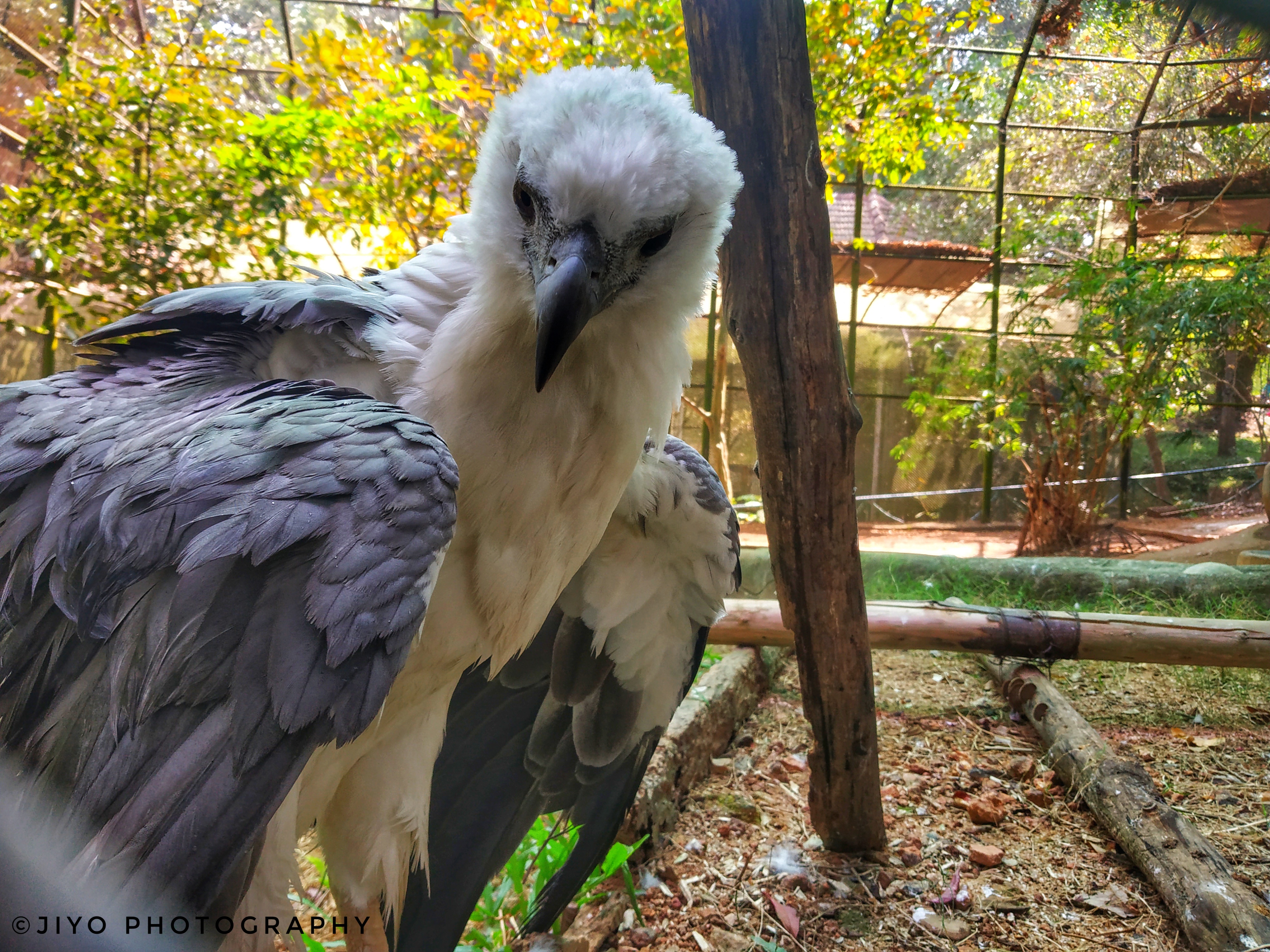 Parrots in History The Different Types of Parrot Parrots Guide