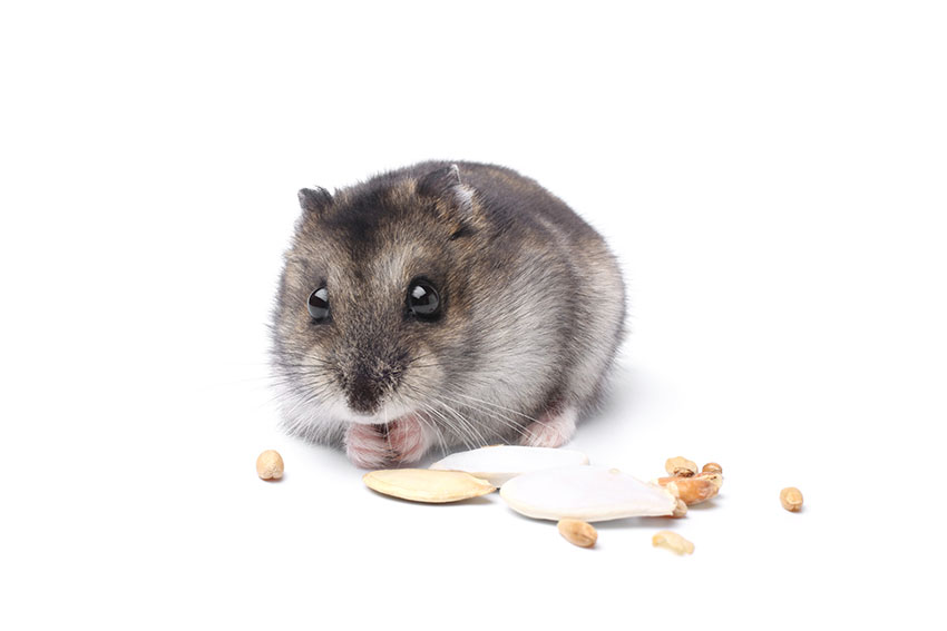 dwarf hamster lifespan MK long Dwarf hamster, Hamster, Hamster