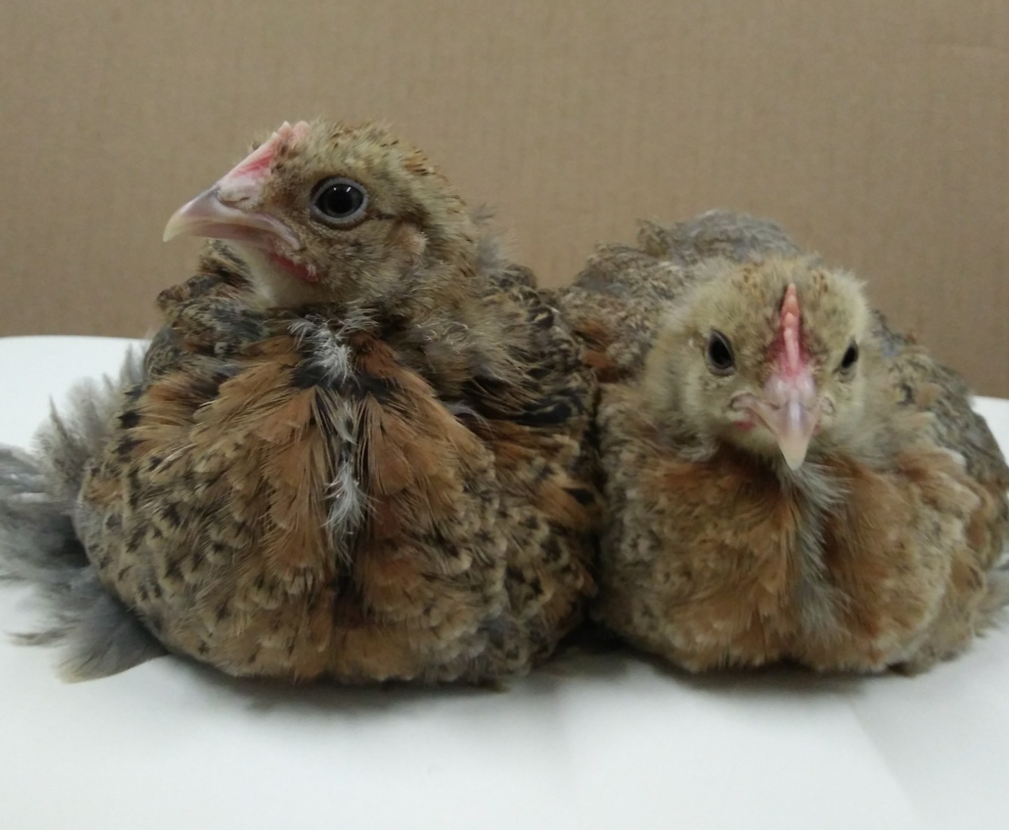 Pekin Bantam For Sale Chickens Breed Information Omlet Pekin Bantam For Sale Chickens Breed Information Omlet