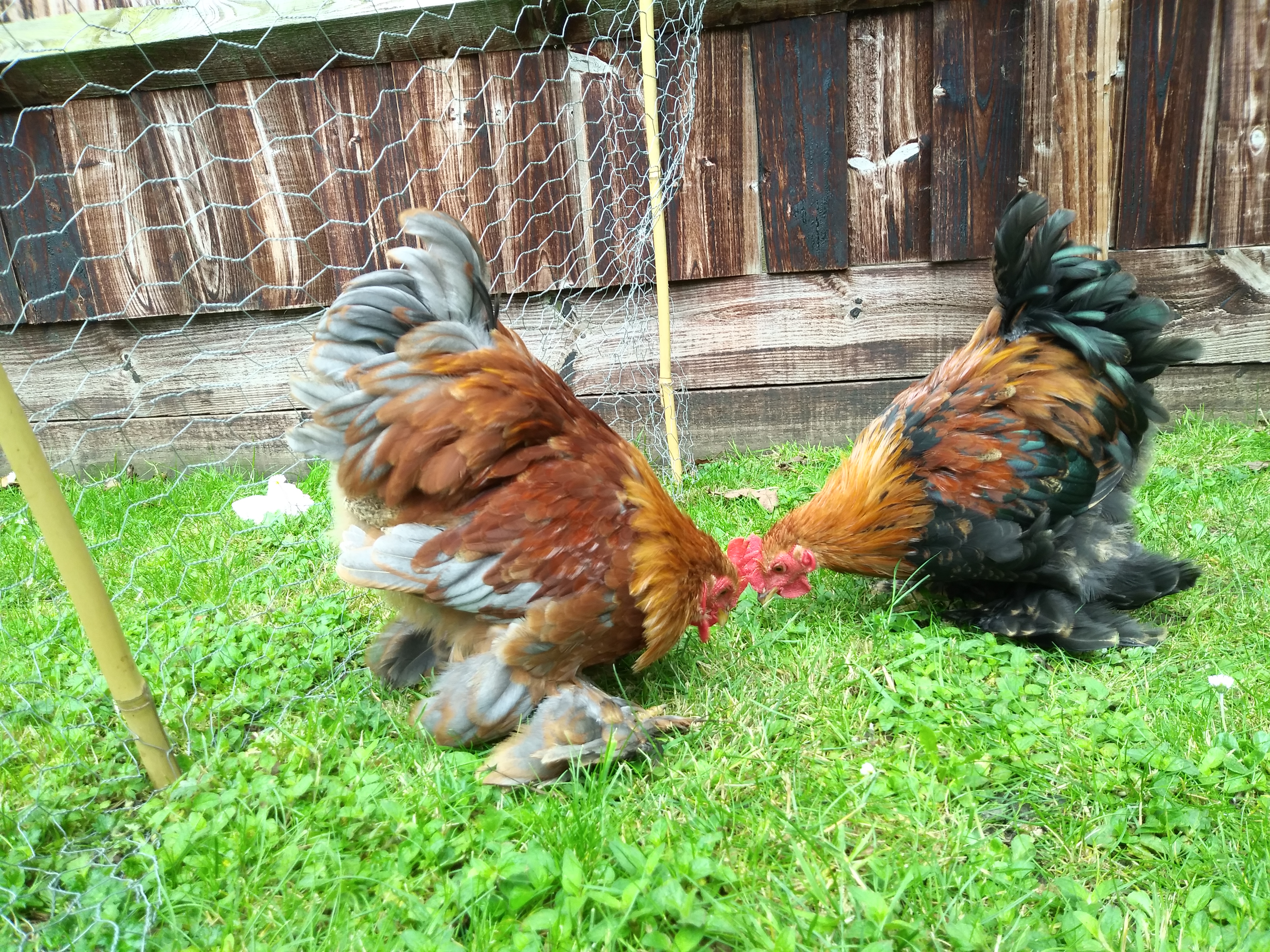 Pekin Bantam For Sale Chickens Breed Information Omlet