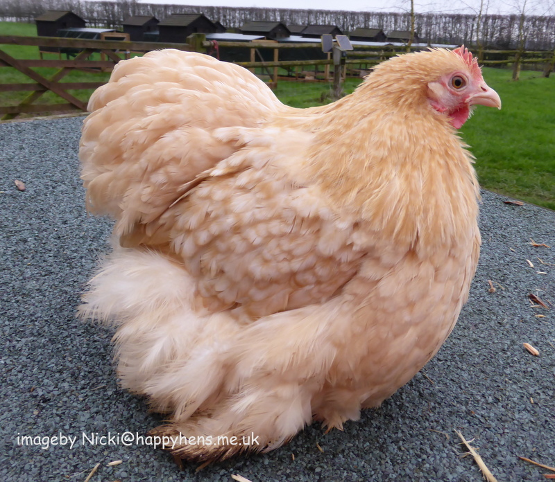 Pekin Bantam For Sale Chickens Breed Information Omlet