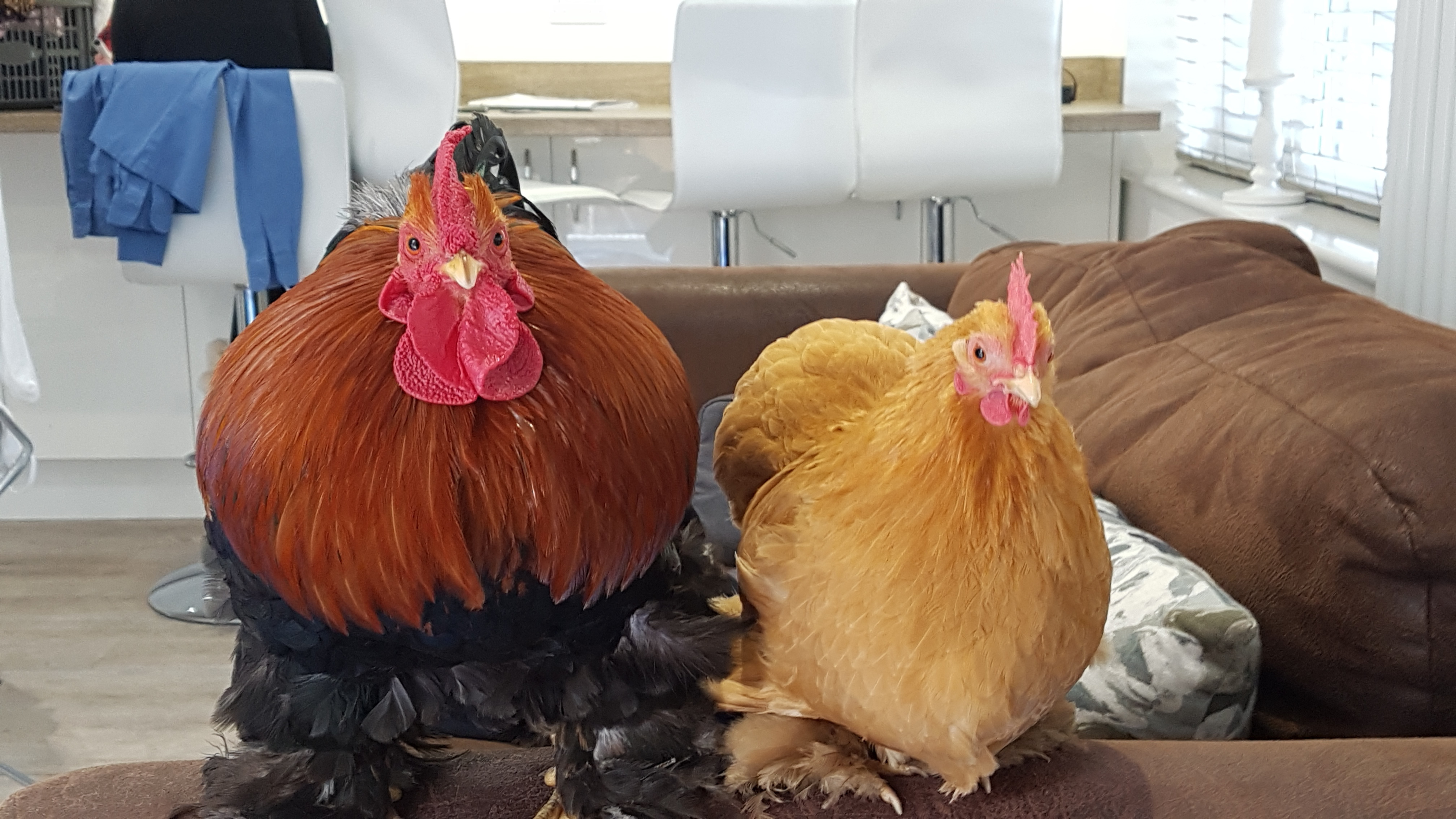 Pekin Bantam For Sale Chickens Breed Information Omlet