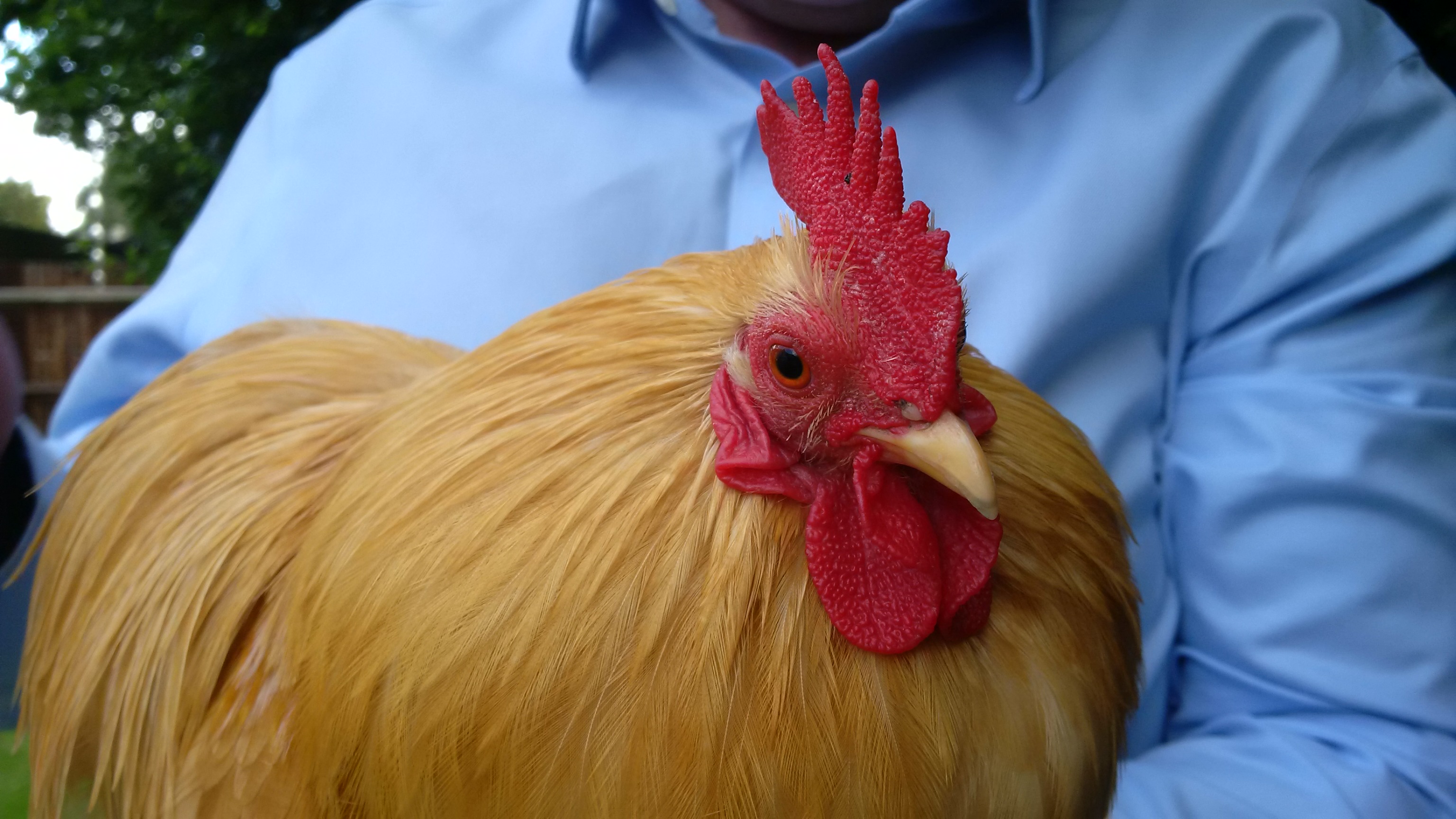Pekin Bantam For Sale Chickens Breed Information Omlet