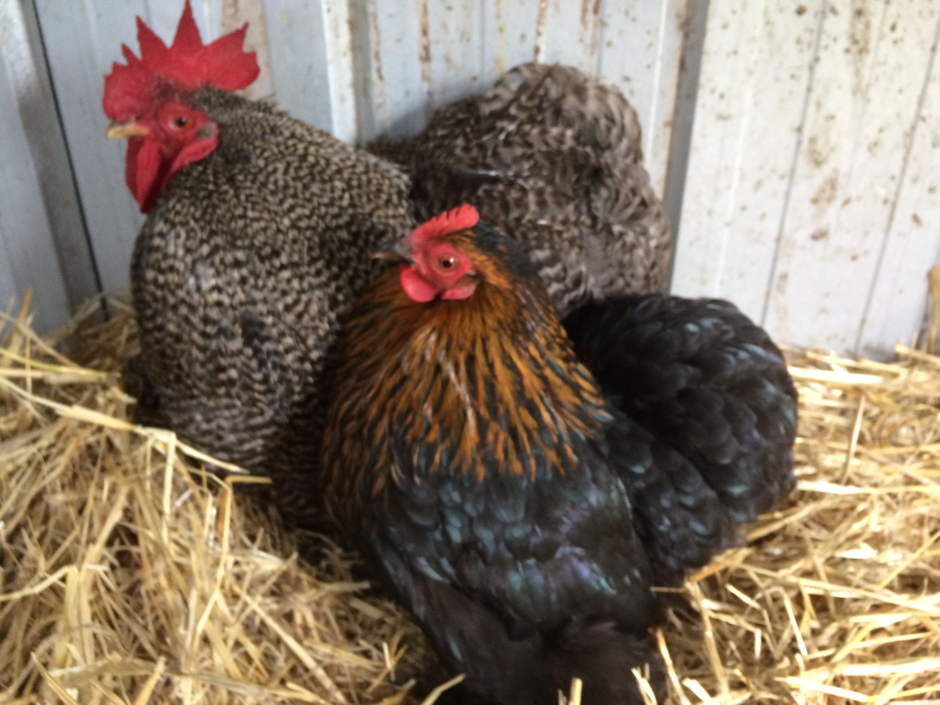 Pekin Bantam For Sale Chickens Breed Information Omlet