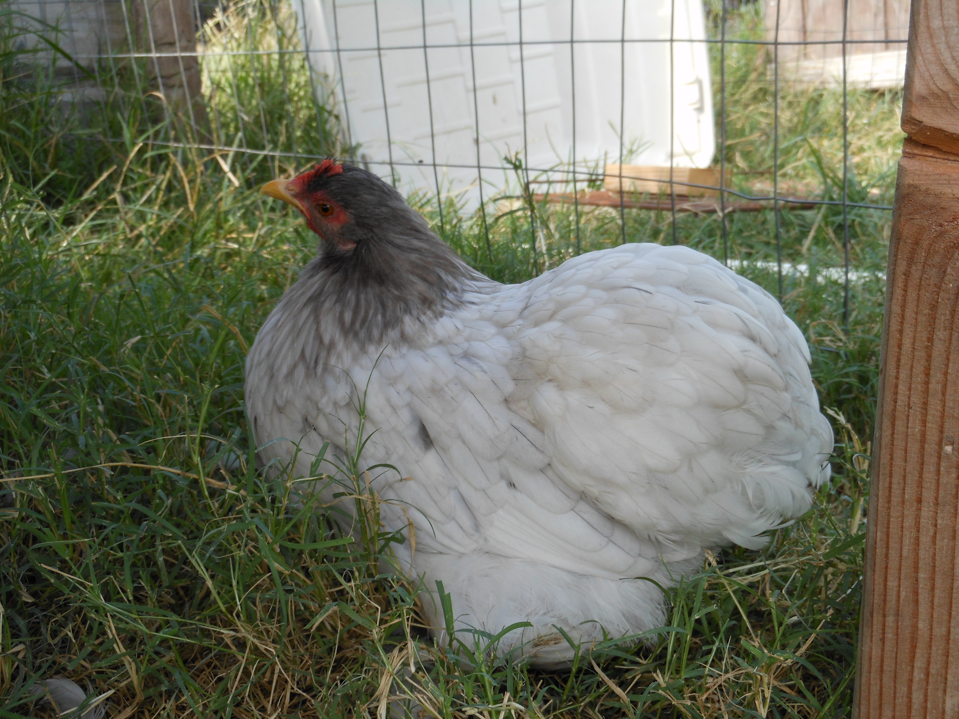 Pekin Bantam For Sale Chickens Breed Information Omlet