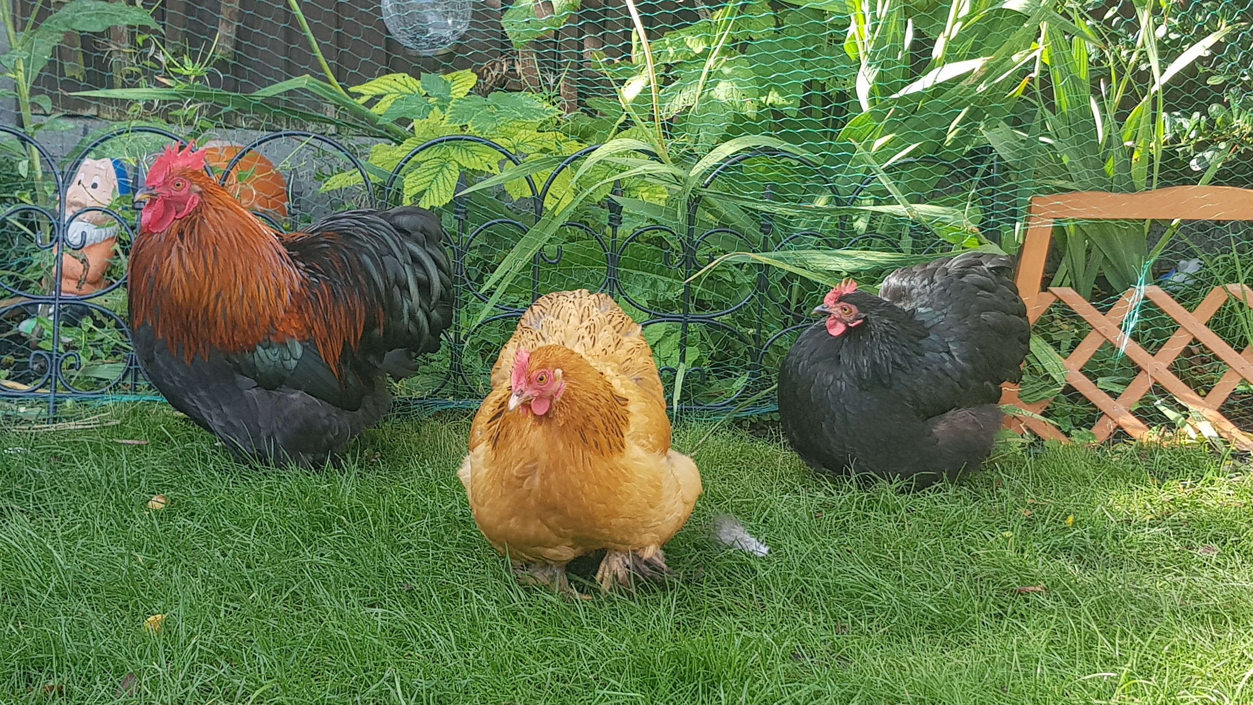 Pekin Bantam For Sale Chickens Breed Information Omlet Pekin Bantam For Sale Chickens Breed Information Omlet
