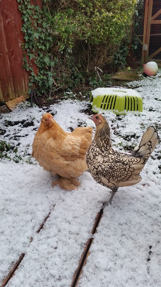 Pekin Bantam For Sale Chickens Breed Information Omlet Pekin Bantam For Sale Chickens Breed Information Omlet
