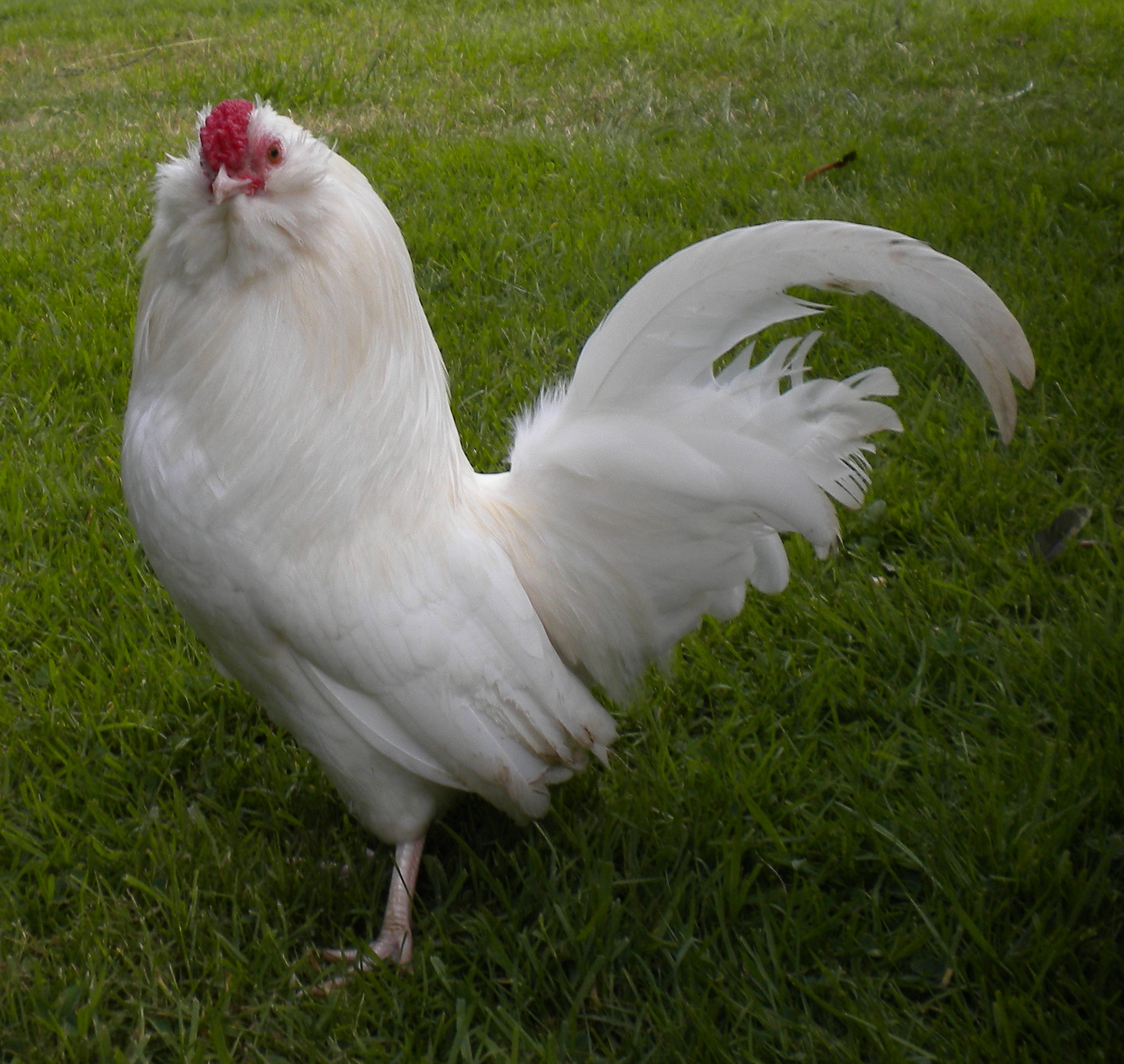 Pekin Bantam For Sale Chickens Breed Information Omlet
