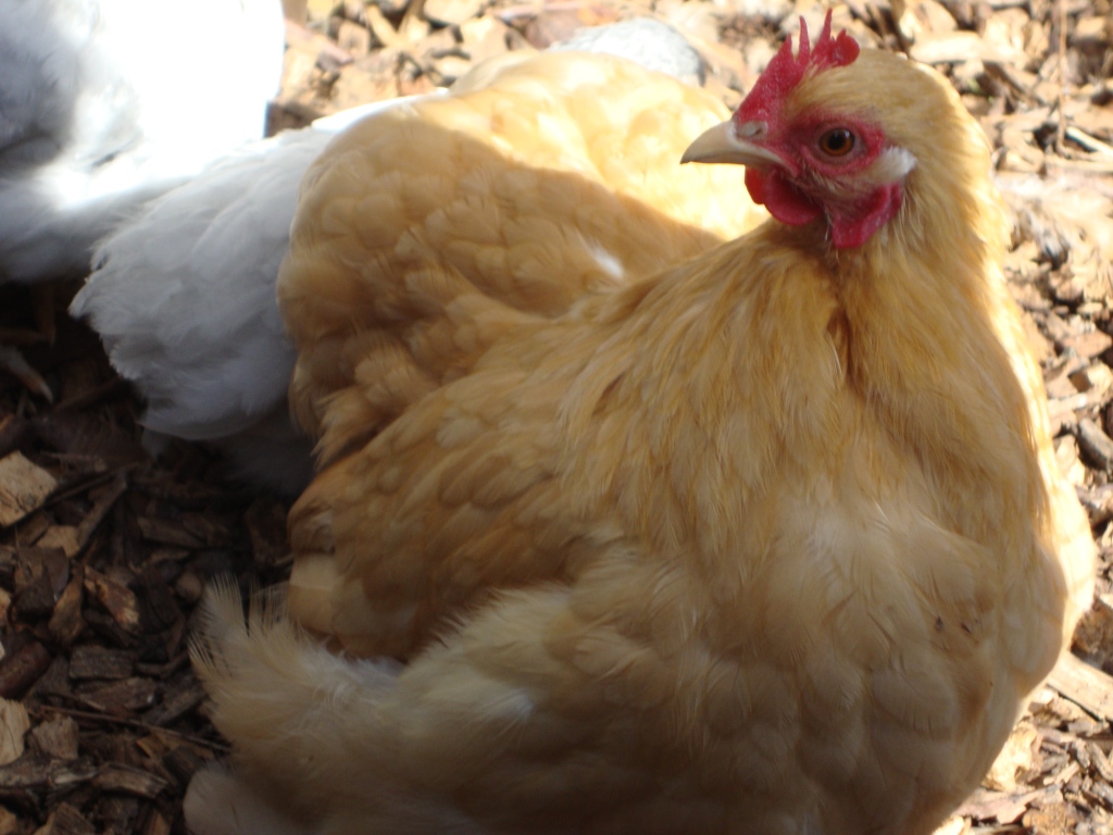 Pekin Bantam For Sale Chickens Breed Information Omlet