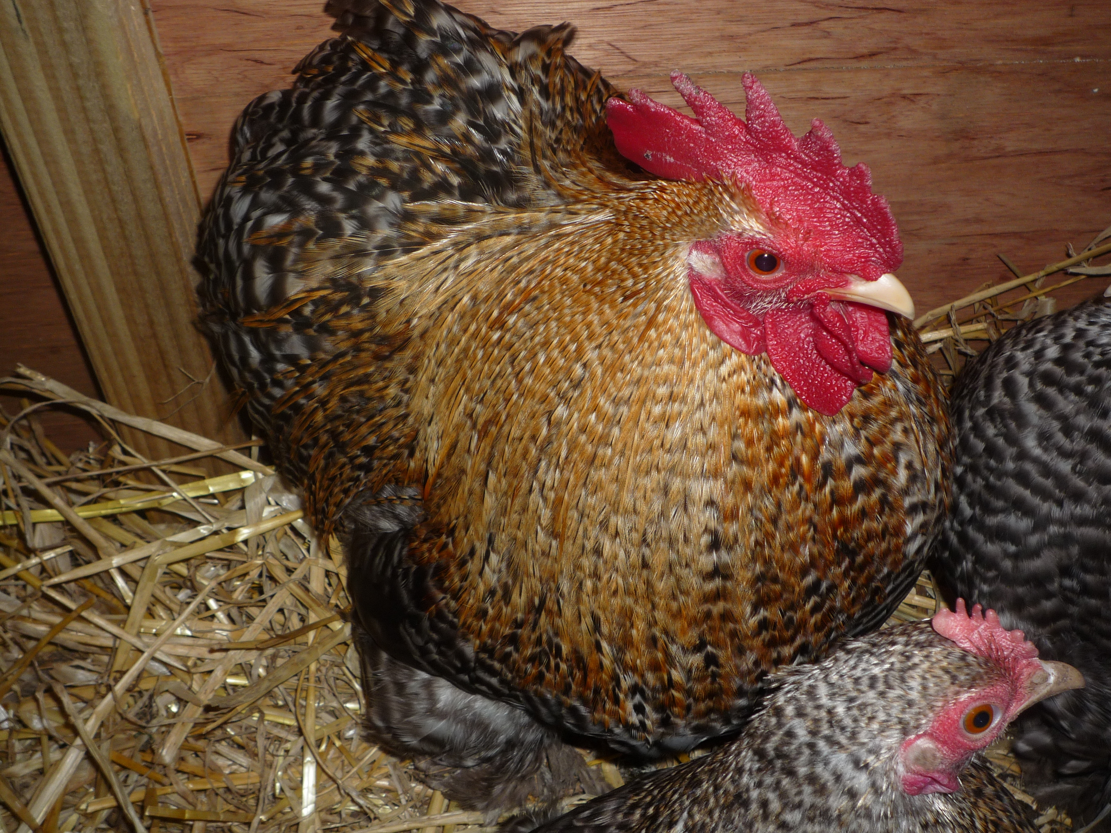 Pekin Bantam For Sale Chickens Breed Information Omlet