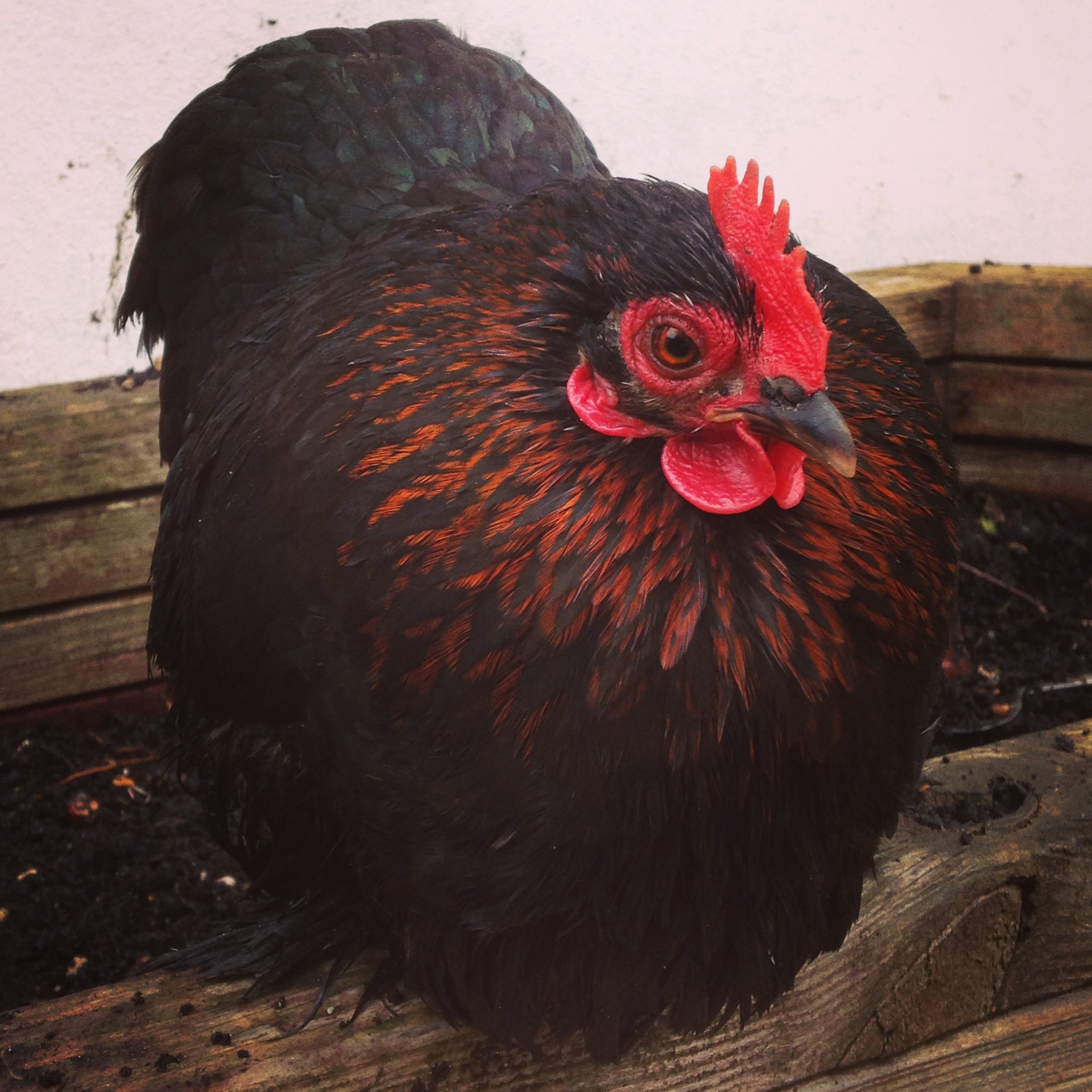 Pekin Bantam For Sale Chickens Breed Information Omlet
