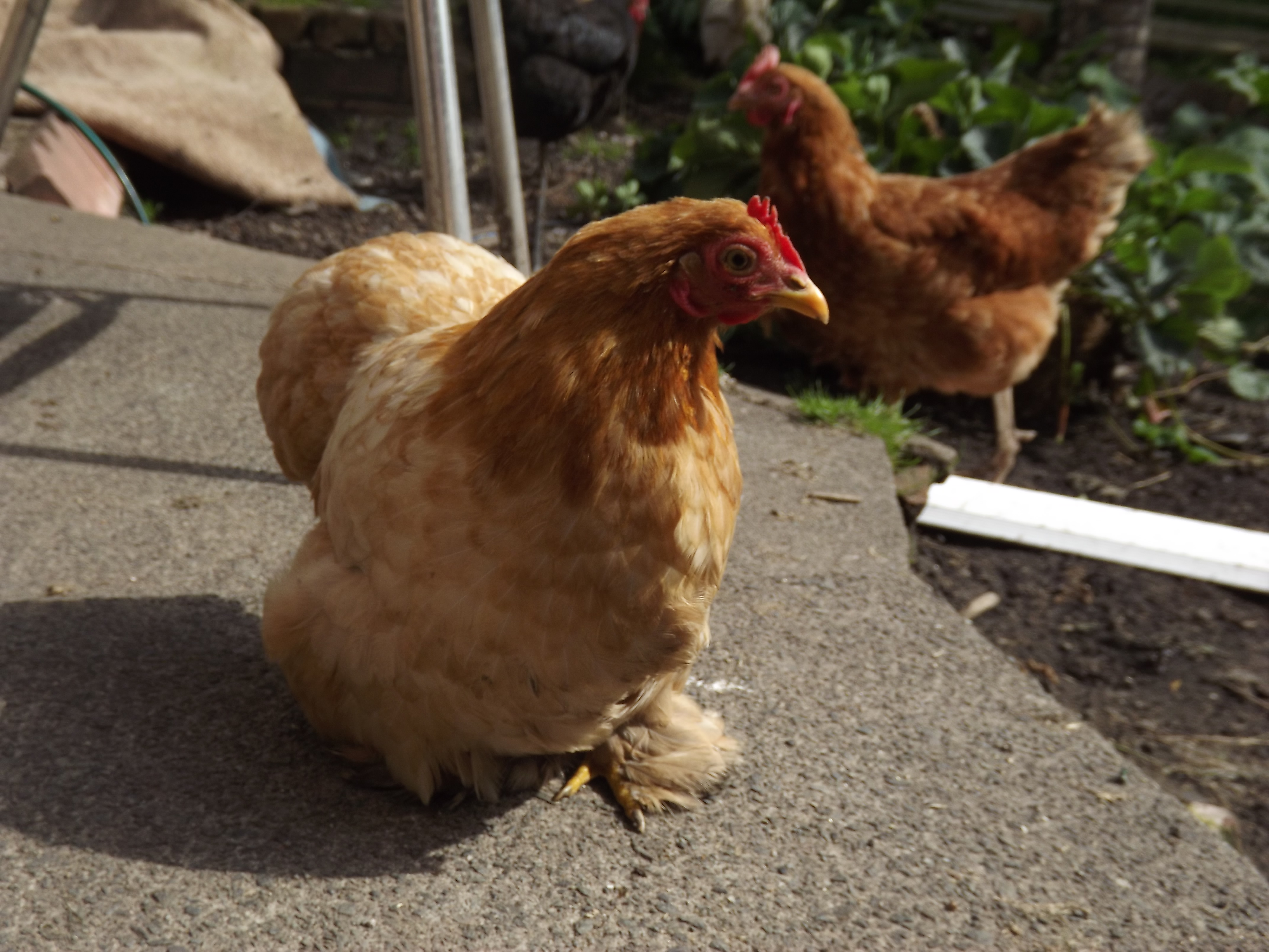 Pekin Bantam For Sale Chickens Breed Information Omlet Pekin Bantam For Sale Chickens Breed Information Omlet