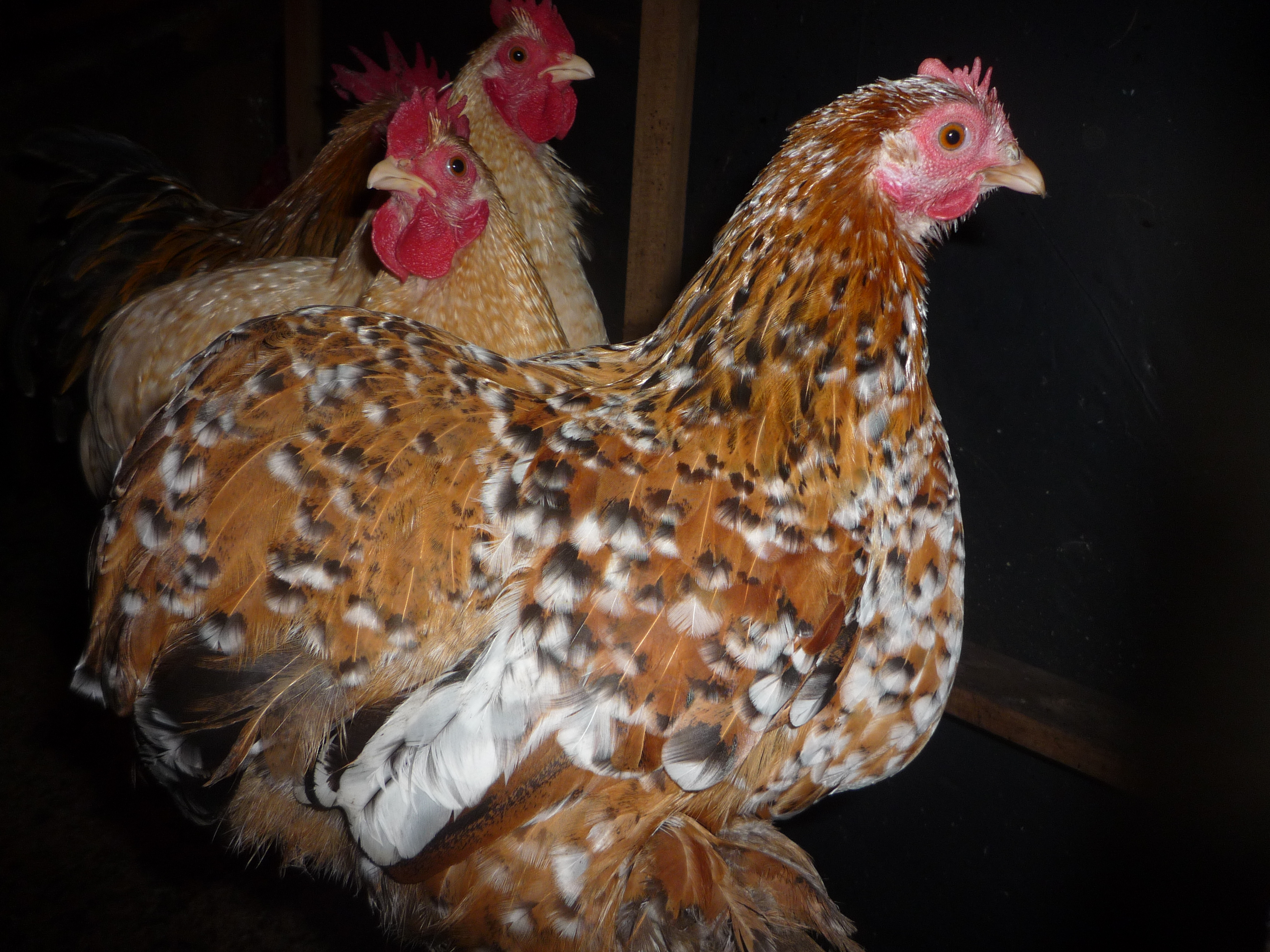 Pekin Bantam For Sale Chickens Breed Information Omlet
