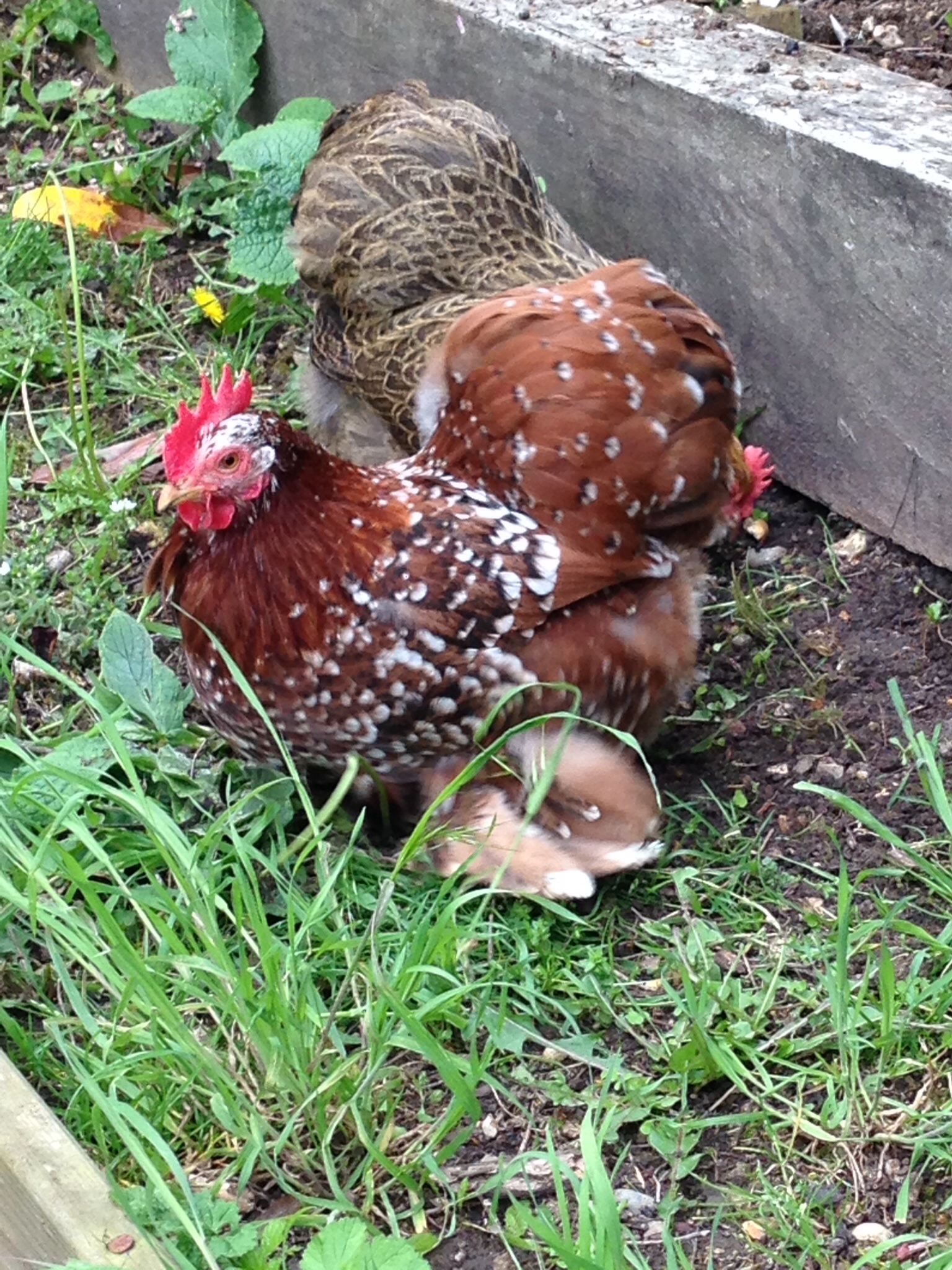 Pekin Bantam For Sale Chickens Breed Information Omlet Pekin Bantam For Sale Chickens Breed Information Omlet