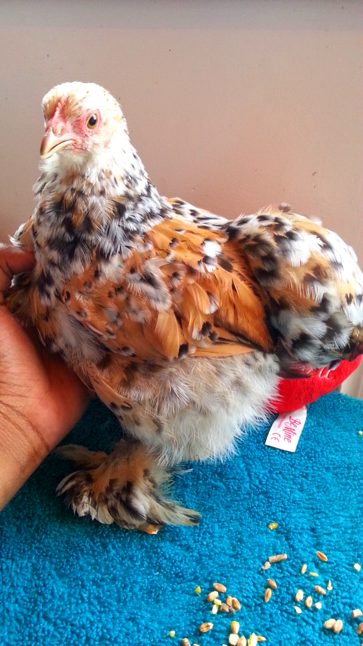 Pekin Bantam For Sale Chickens Breed Information Omlet Pekin Bantam For Sale Chickens Breed Information Omlet