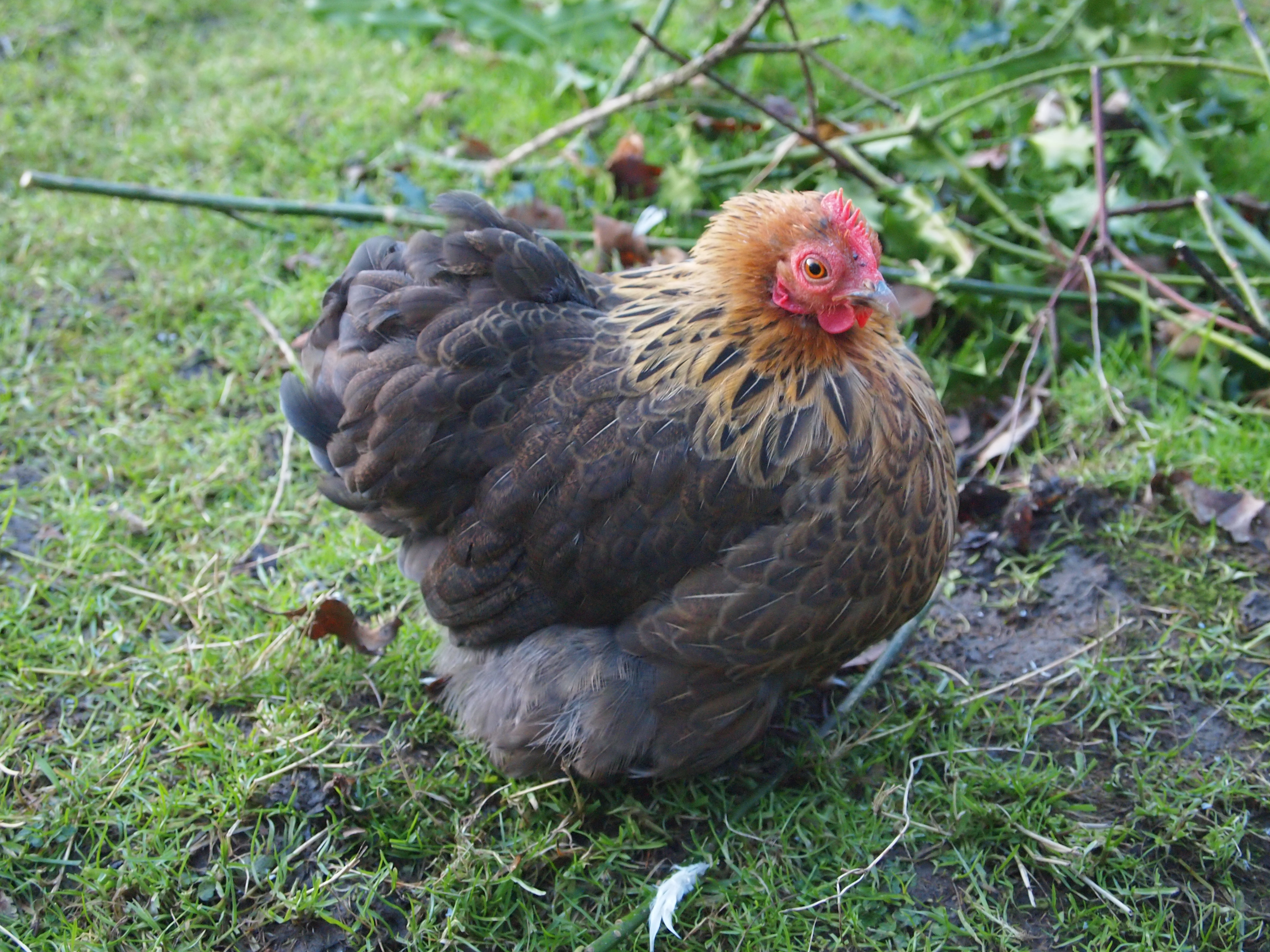Pekin Bantam For Sale Chickens Breed Information Omlet