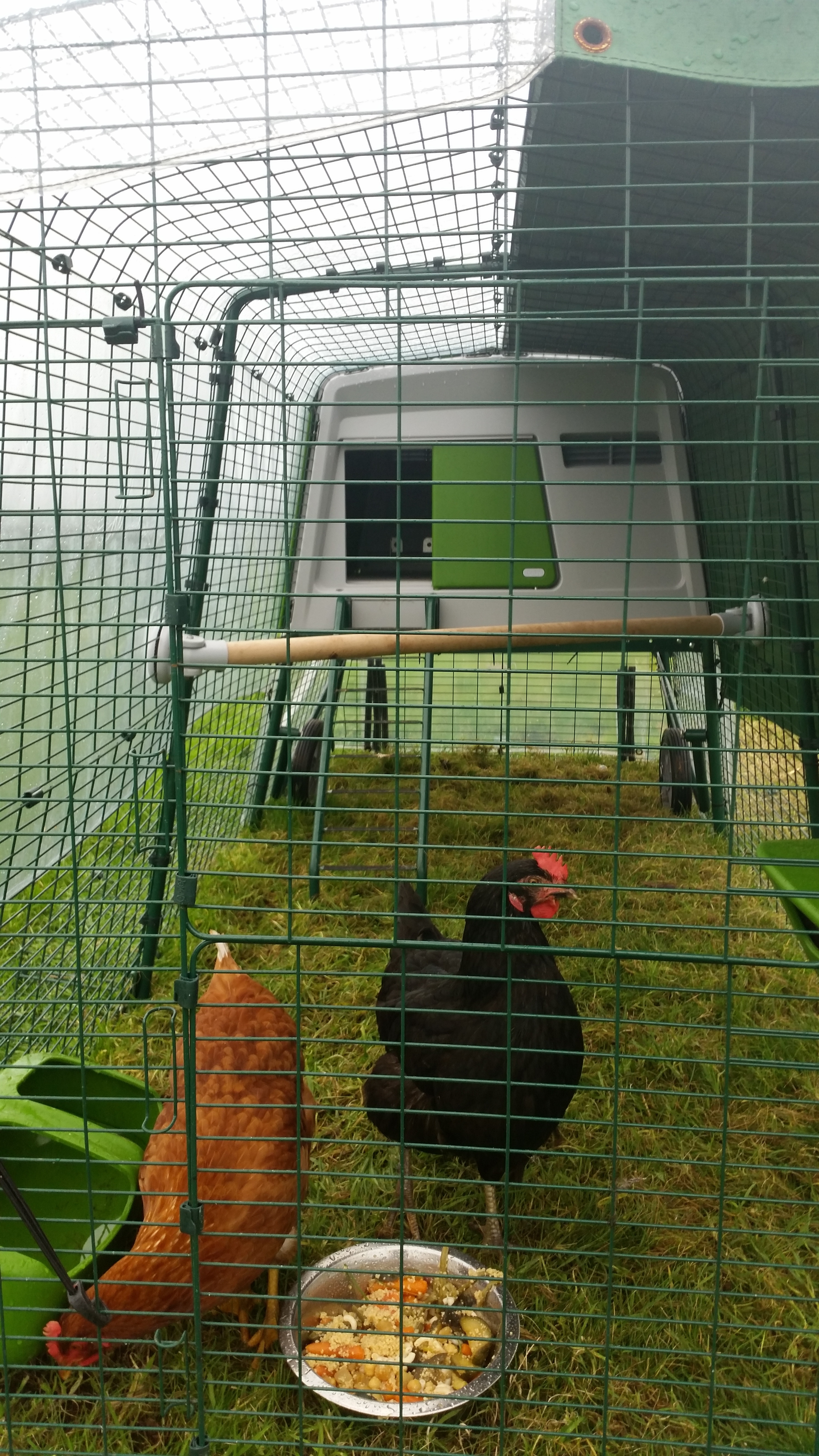omlet chicken run