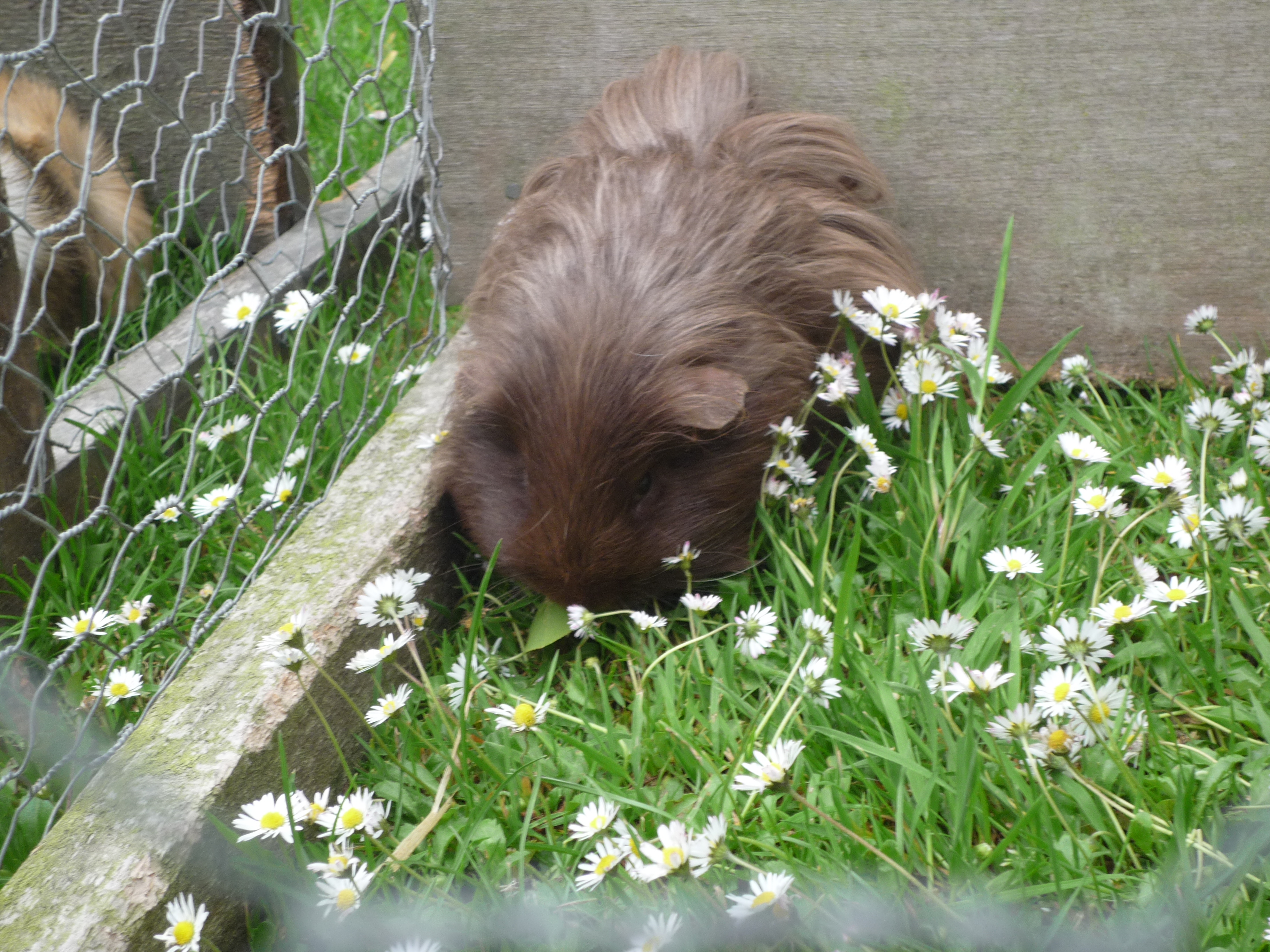 Peruvian For Sale Guinea Pigs Breed Information Omlet